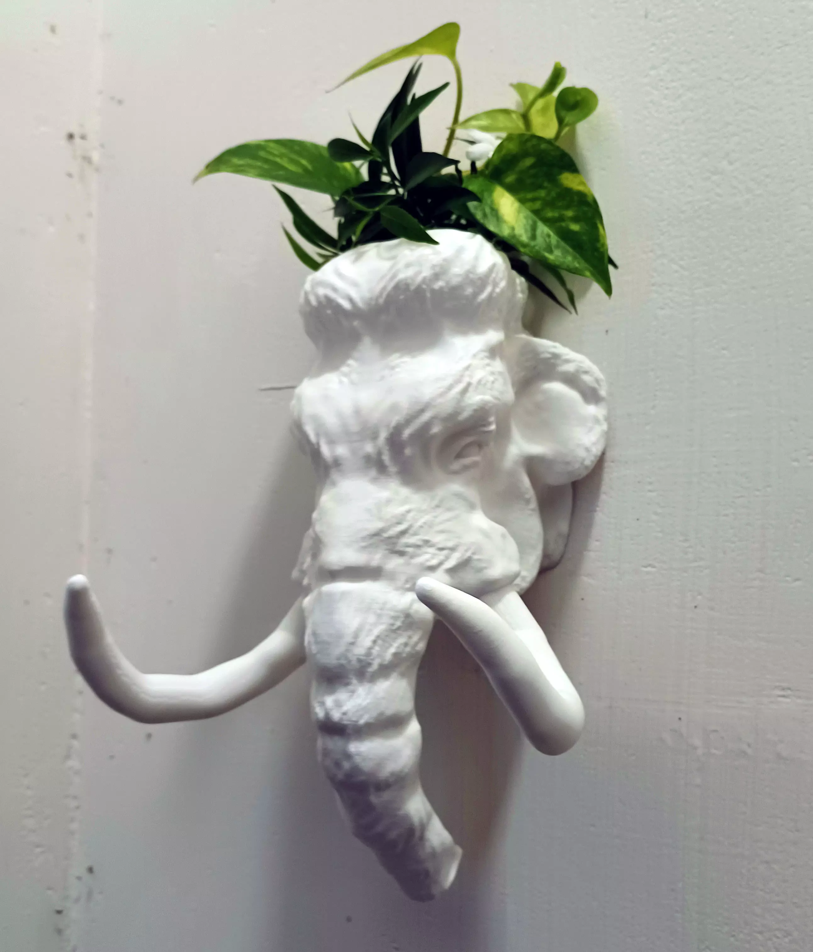 Mammoth head wall mount planter cactus pot flower vase STL 3D print model