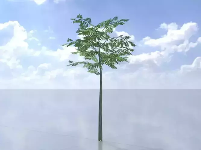 Japanese pagoda tree summer 2000mm