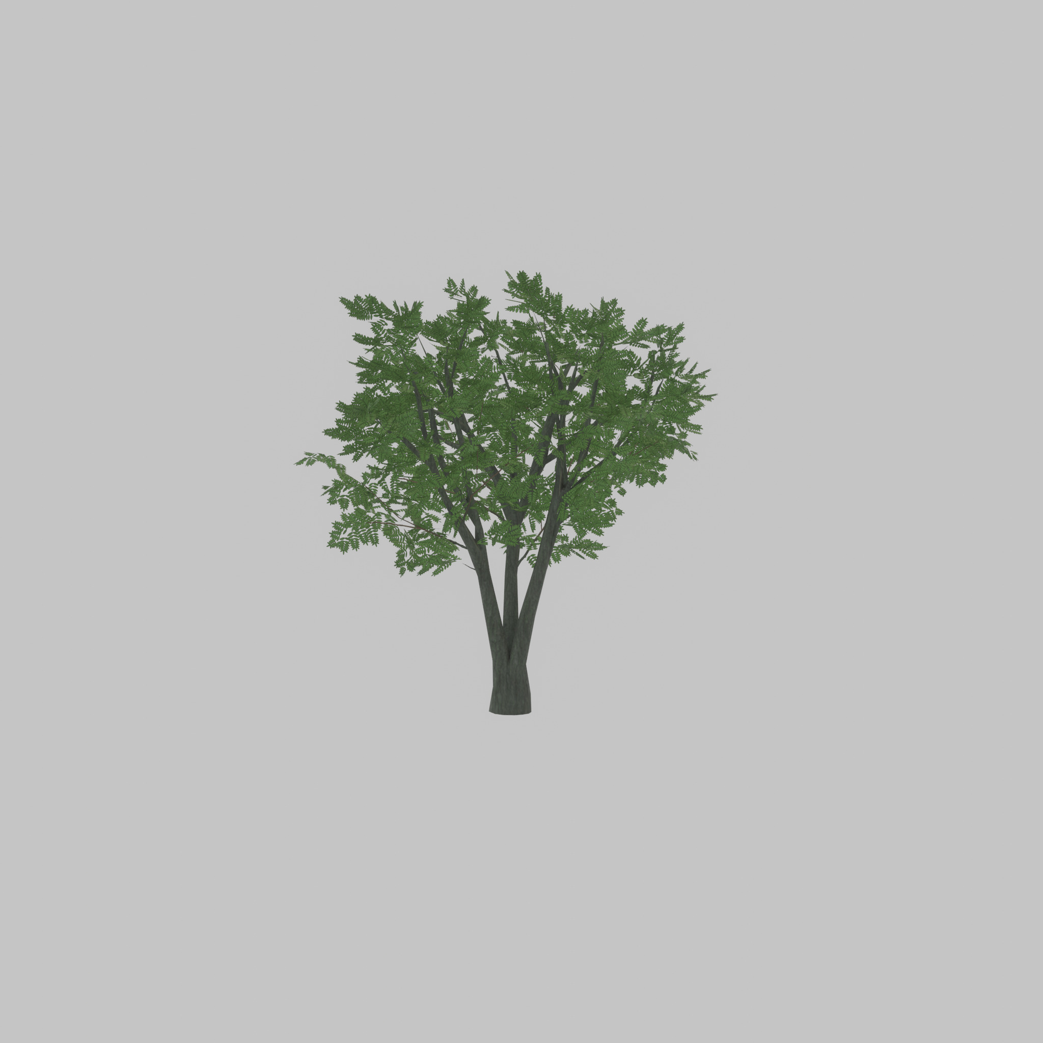 Japanese pagoda tree summer 5000mm Low-poly 3D model_33