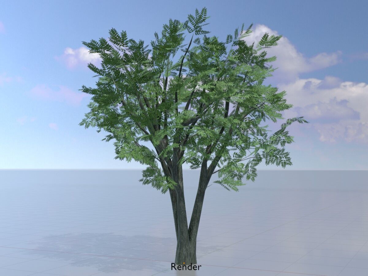 Japanese pagoda tree summer 5000mm Low-poly 3D model_15