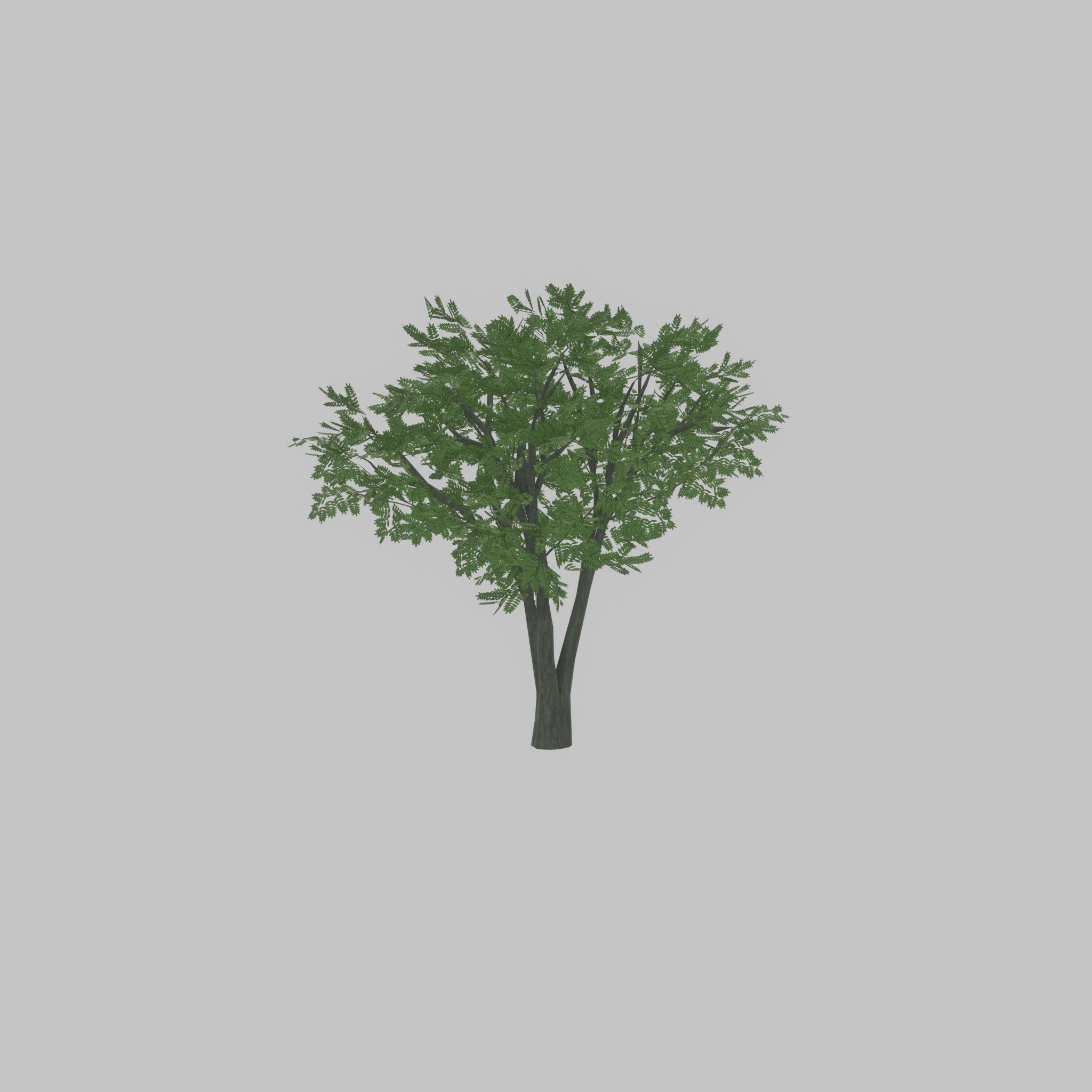 Japanese pagoda tree summer 5000mm Low-poly 3D model_27