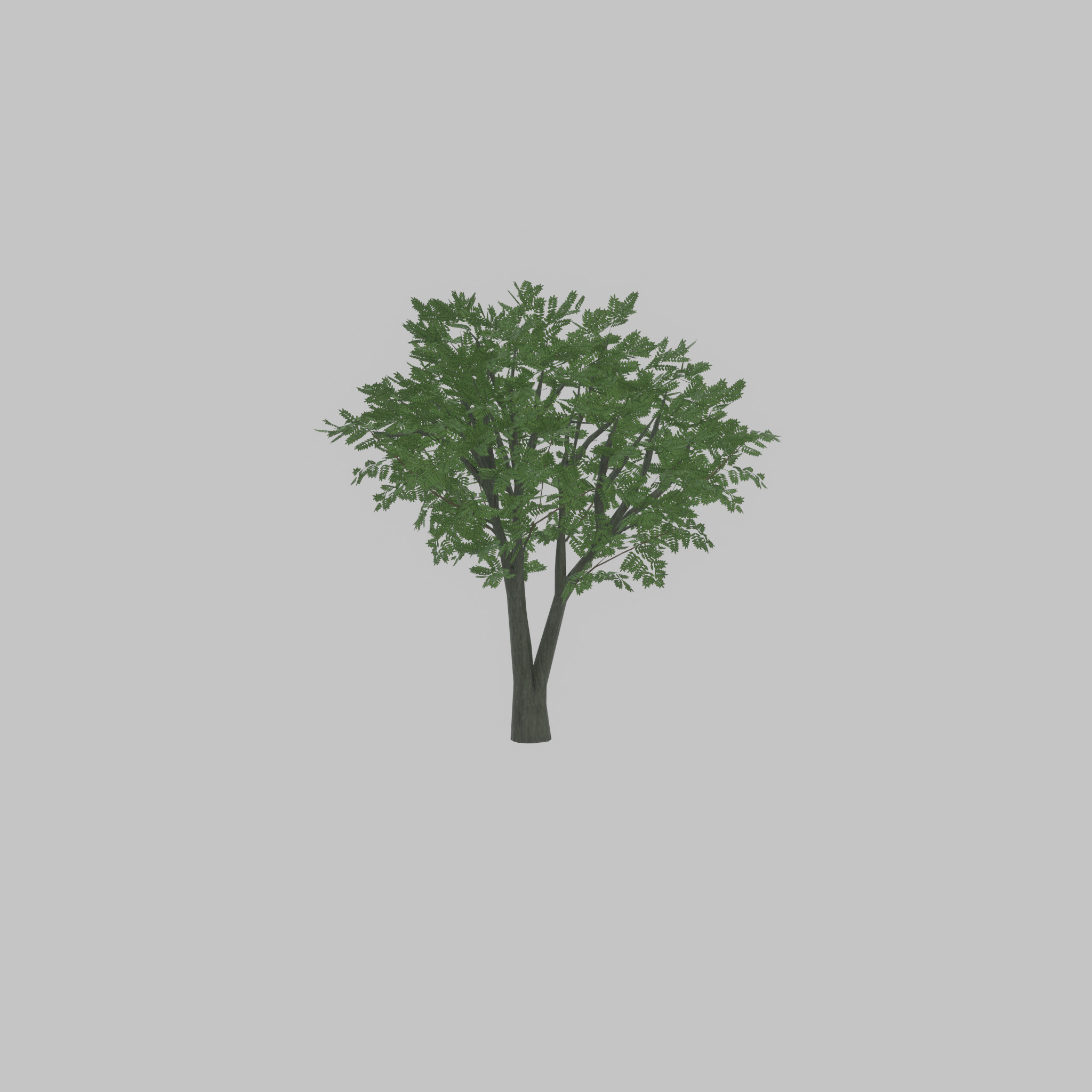 Japanese pagoda tree summer 5000mm Low-poly 3D model_42