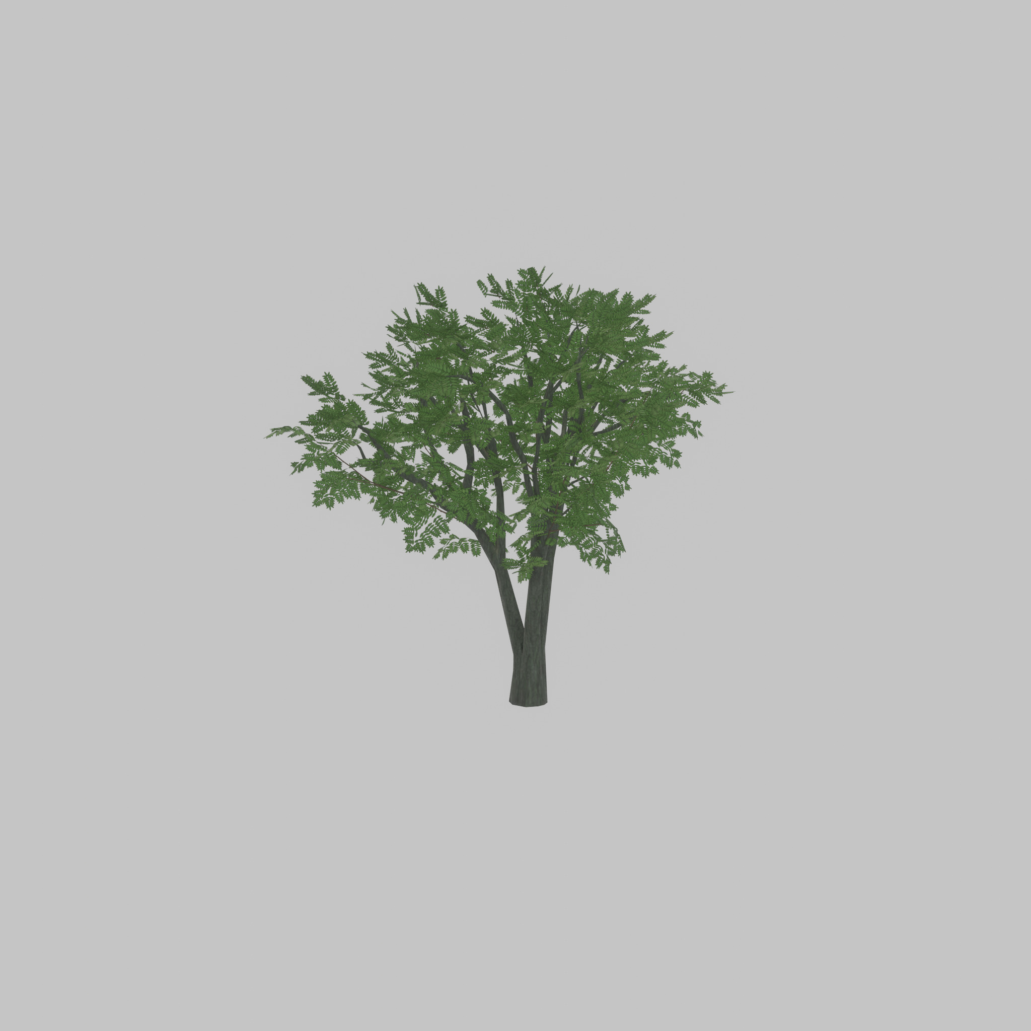 Japanese pagoda tree summer 5000mm Low-poly 3D model_24