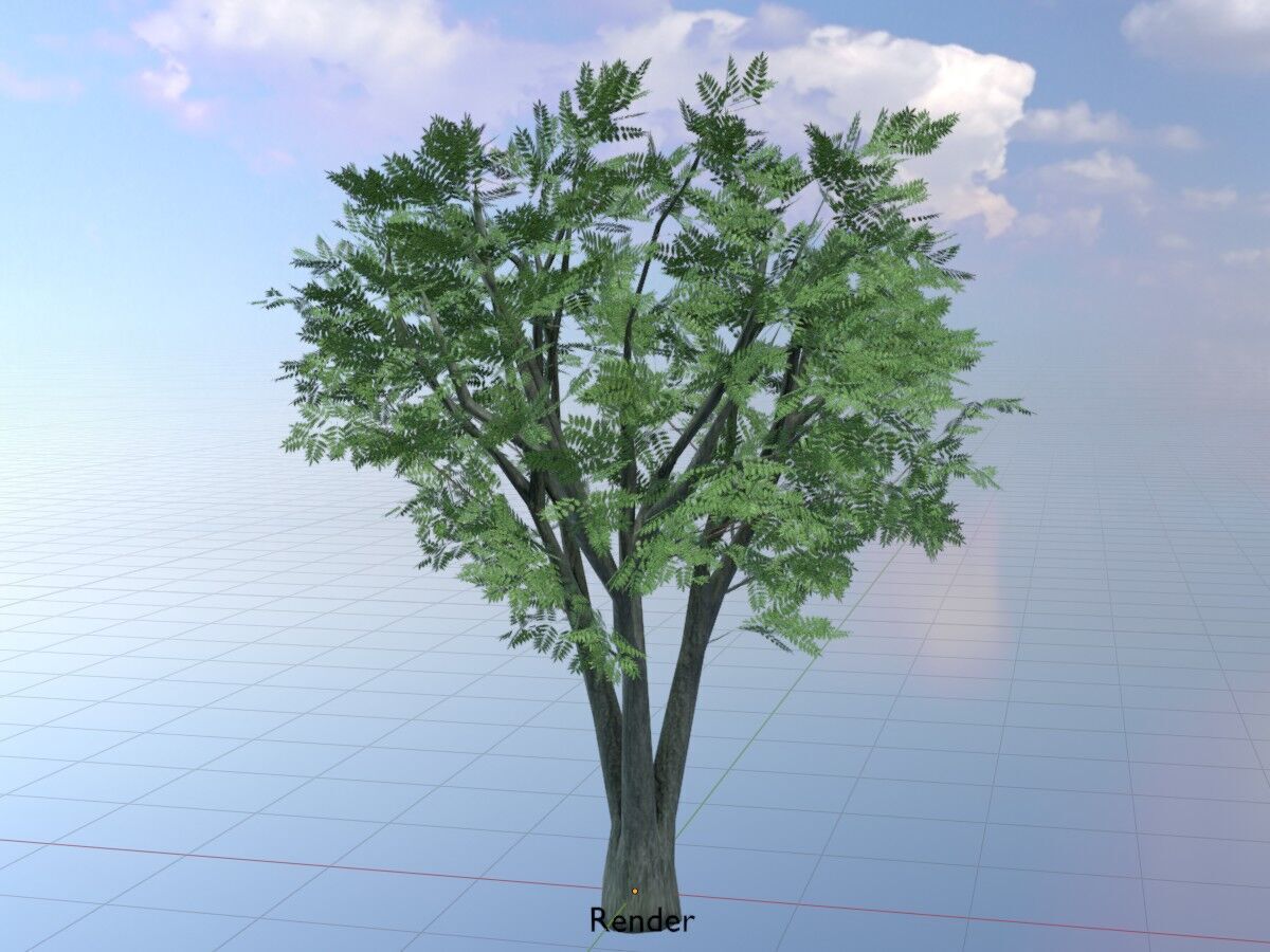 Japanese pagoda tree summer 5000mm Low-poly 3D model_19