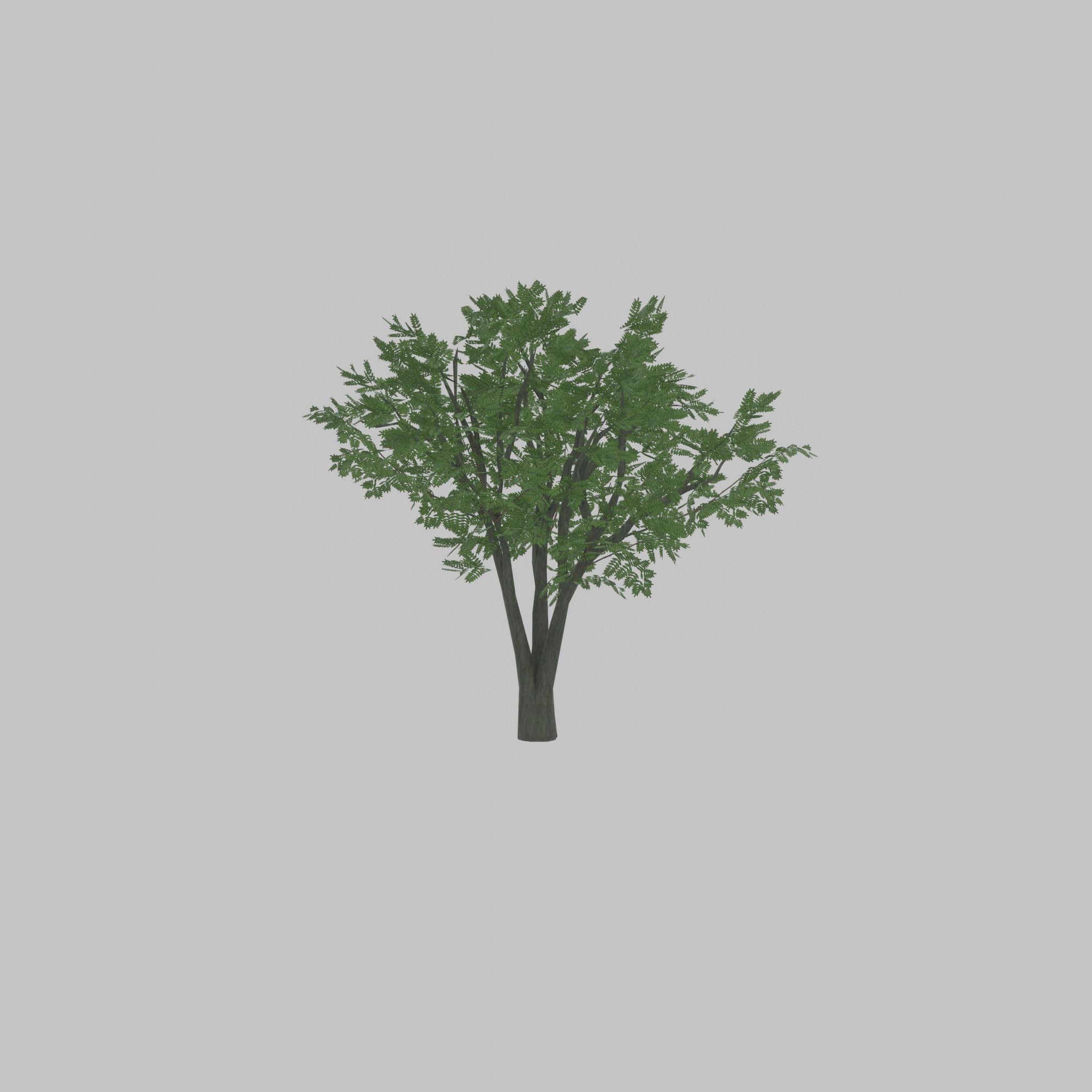 Japanese pagoda tree summer 5000mm Low-poly 3D model_46