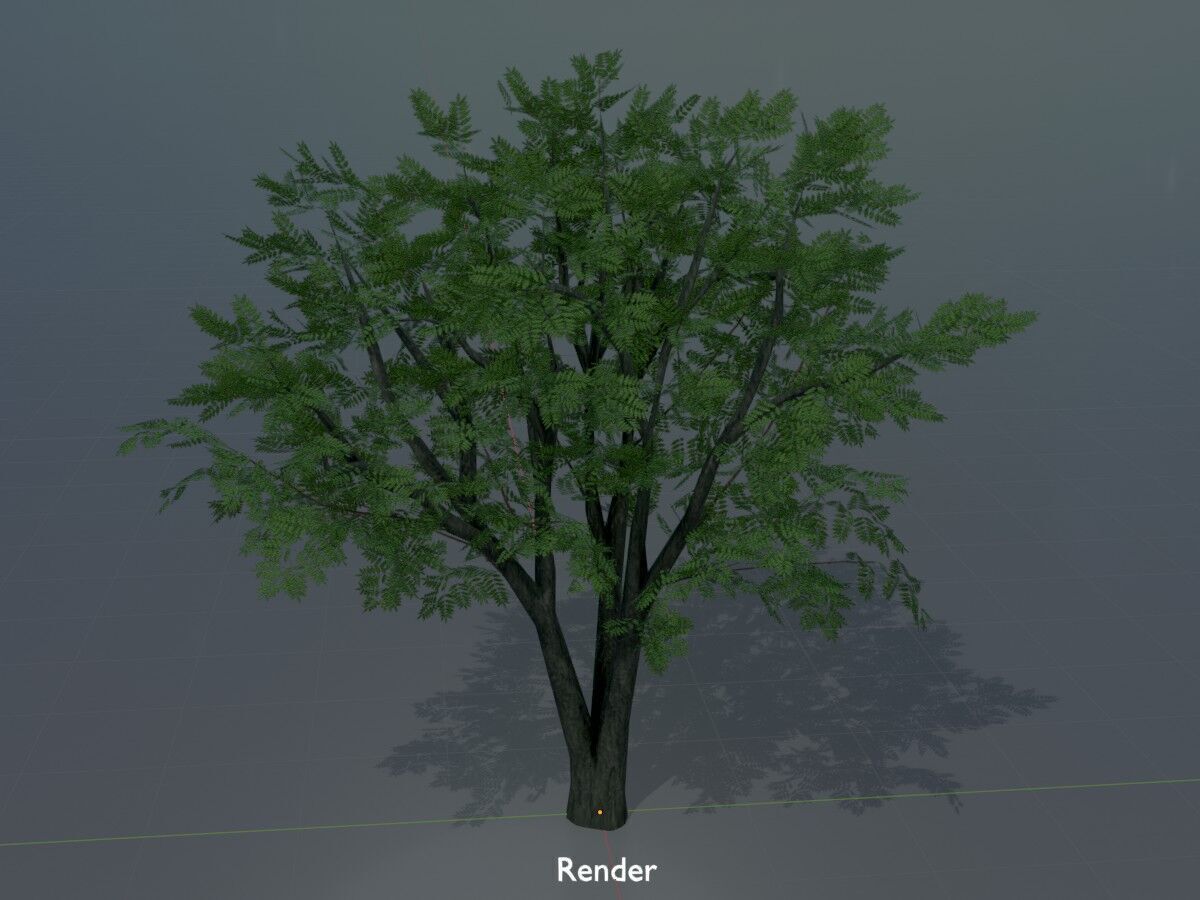 Japanese pagoda tree summer 5000mm Low-poly 3D model_16