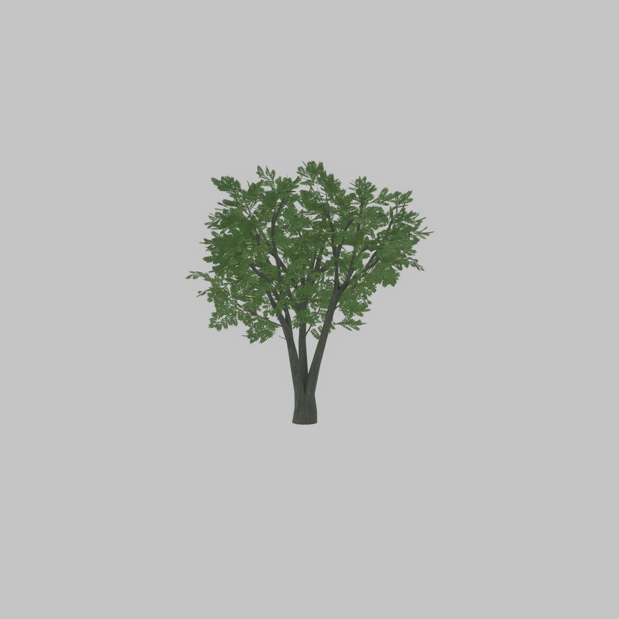 Japanese pagoda tree summer 5000mm Low-poly 3D model_31