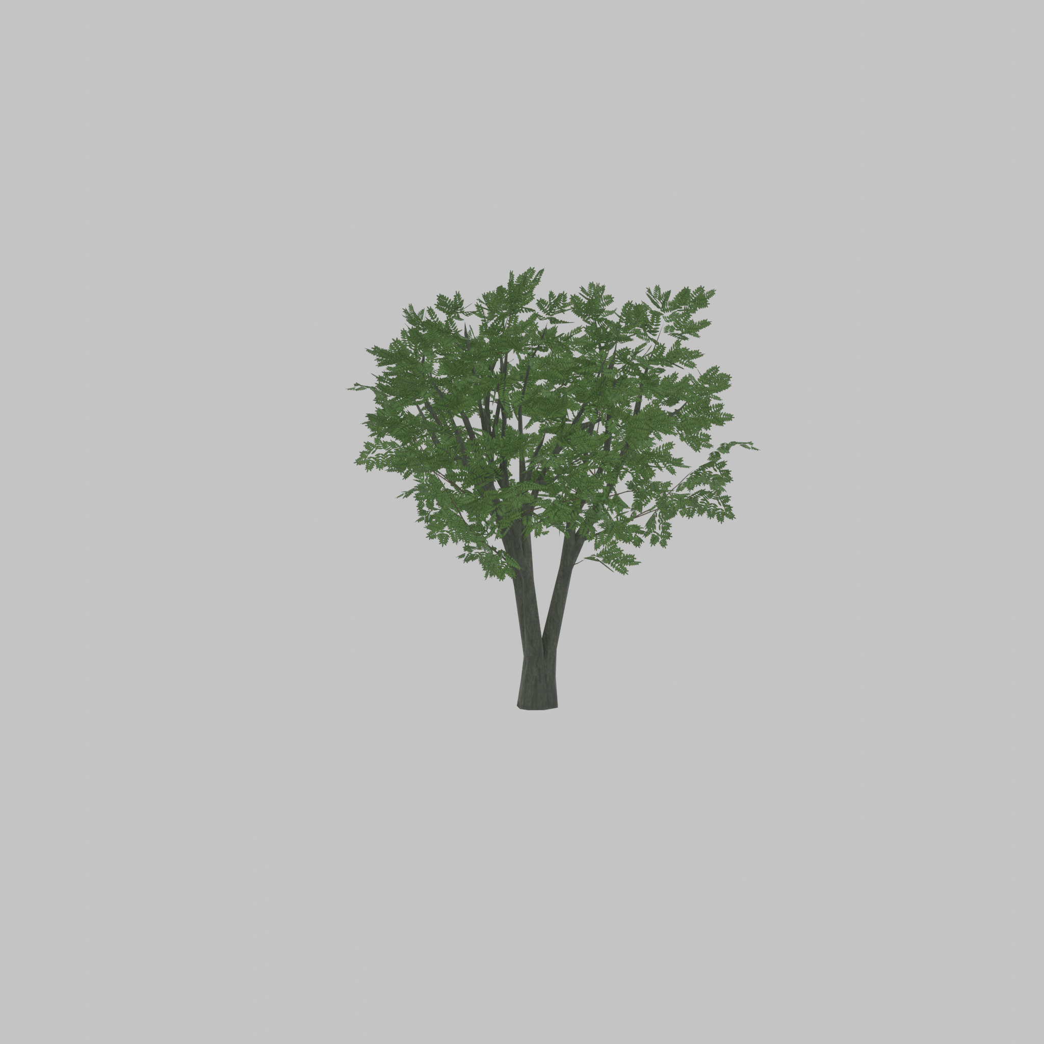 Japanese pagoda tree summer 5000mm Low-poly 3D model_51