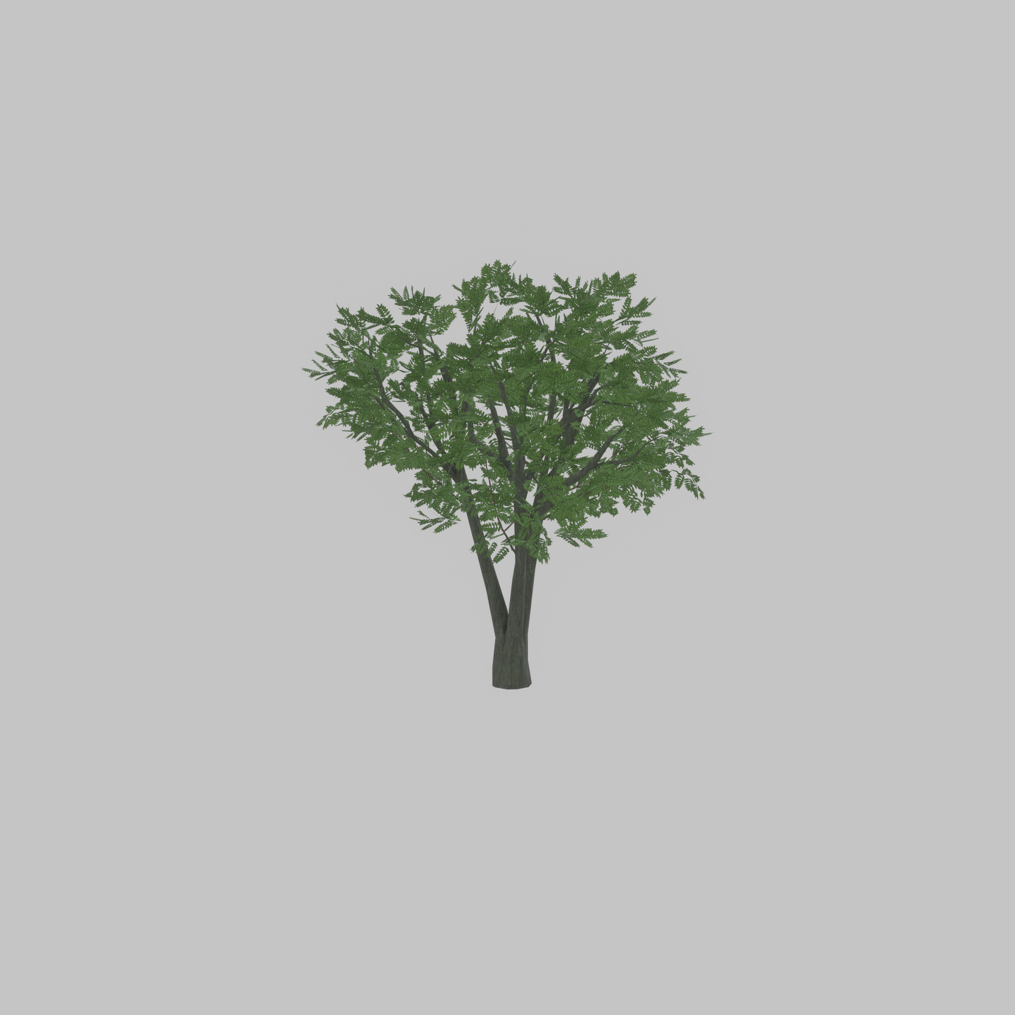 Japanese pagoda tree summer 5000mm Low-poly 3D model_50