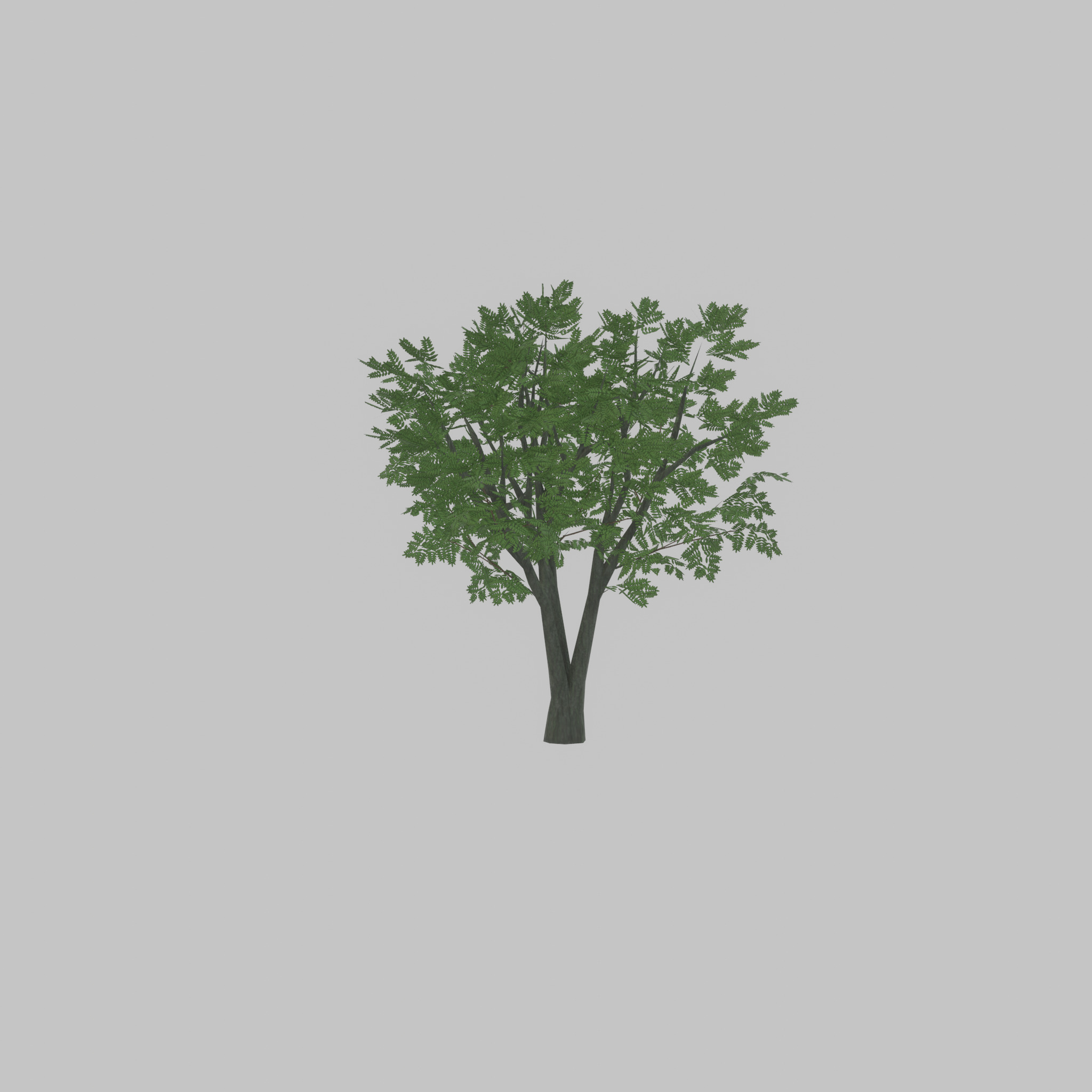 Japanese pagoda tree summer 5000mm Low-poly 3D model_53