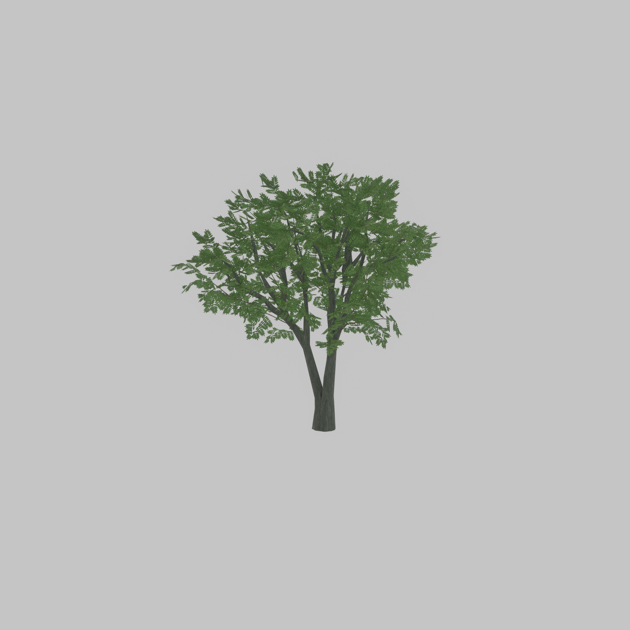 Japanese pagoda tree summer 5000mm Low-poly 3D model_23