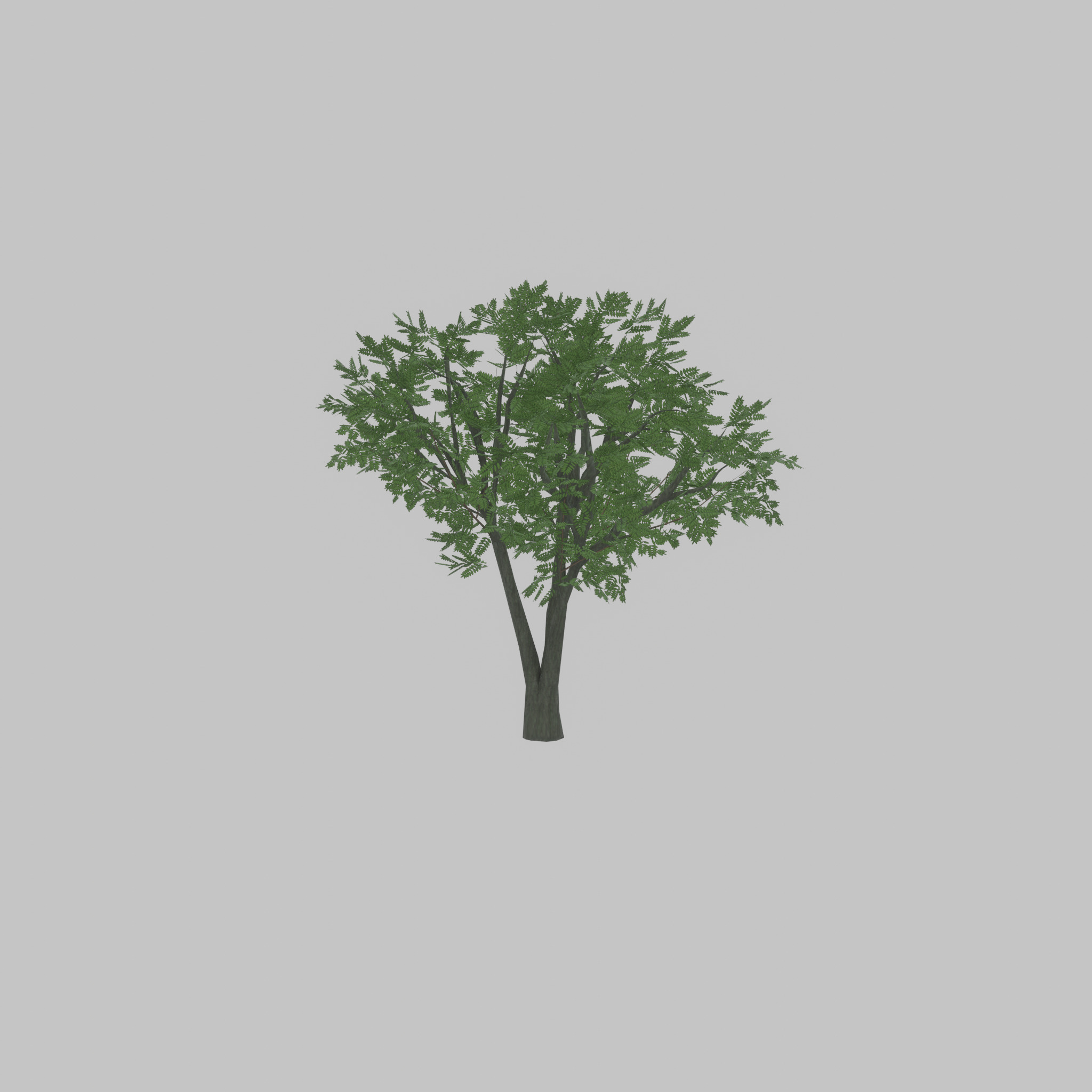 Japanese pagoda tree summer 5000mm Low-poly 3D model_48