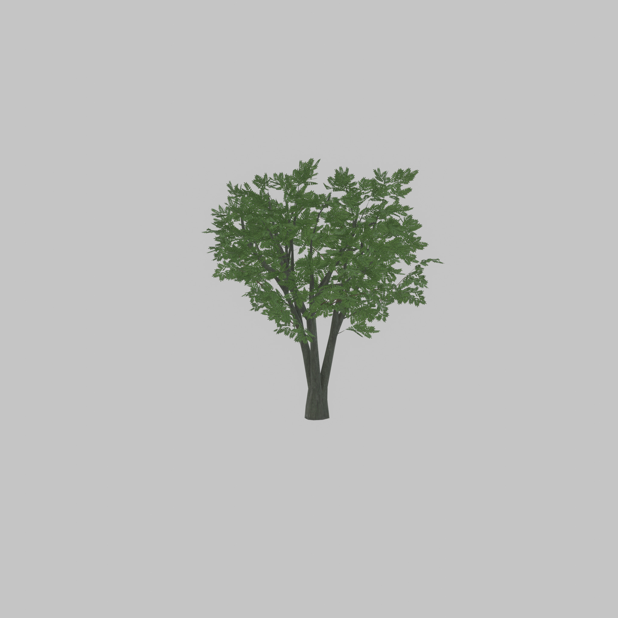 Japanese pagoda tree summer 5000mm Low-poly 3D model_43