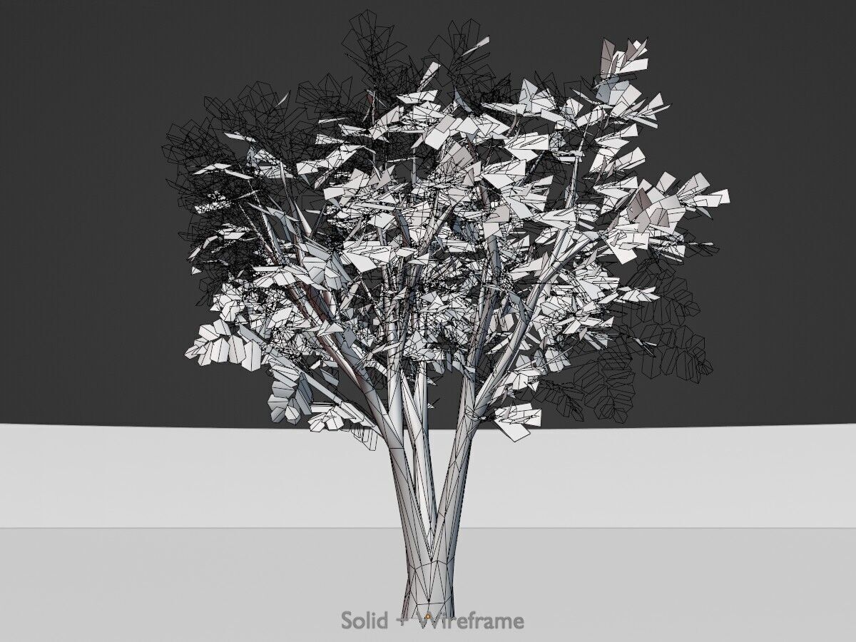 Japanese pagoda tree summer 5000mm Low-poly 3D model_11