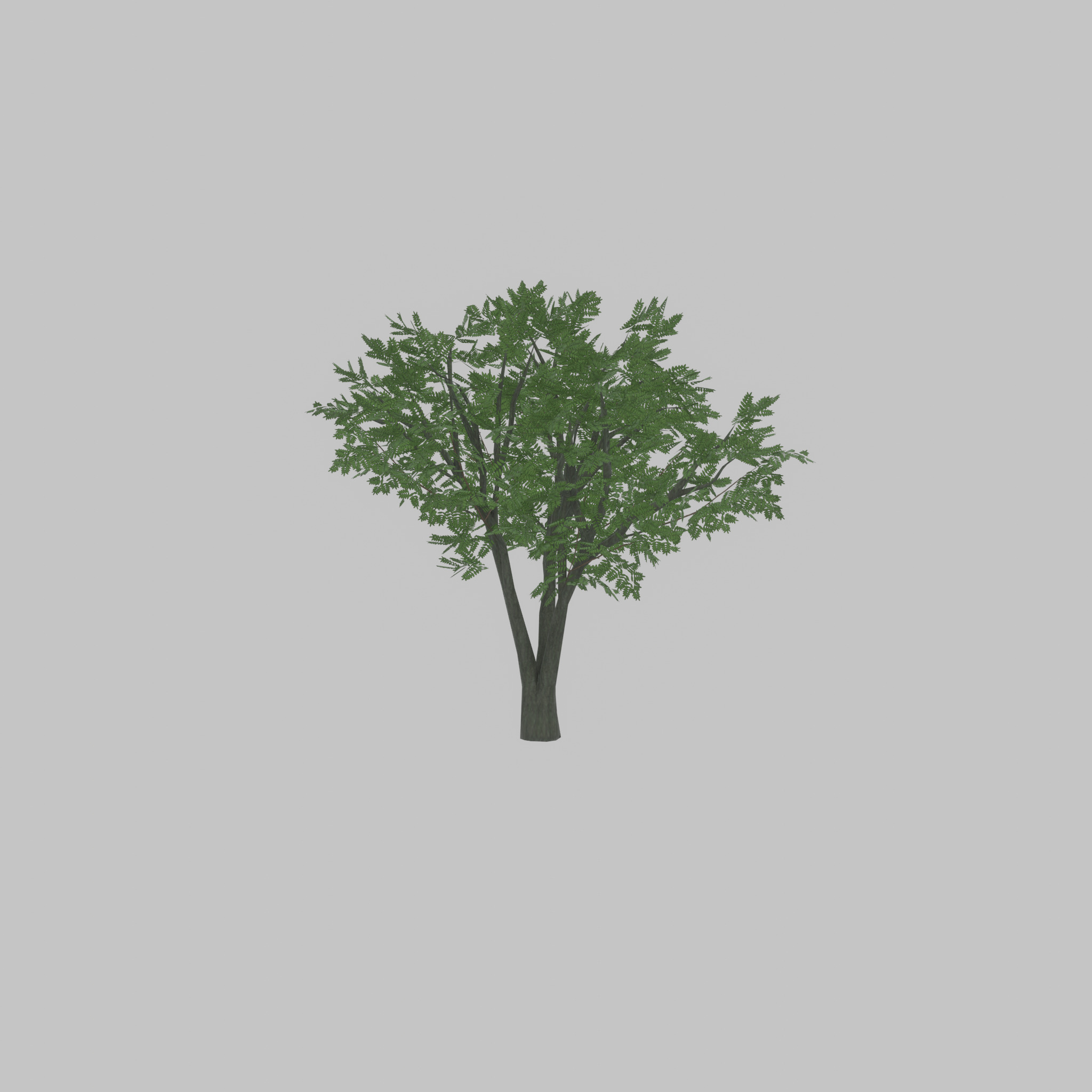 Japanese pagoda tree summer 5000mm Low-poly 3D model_47