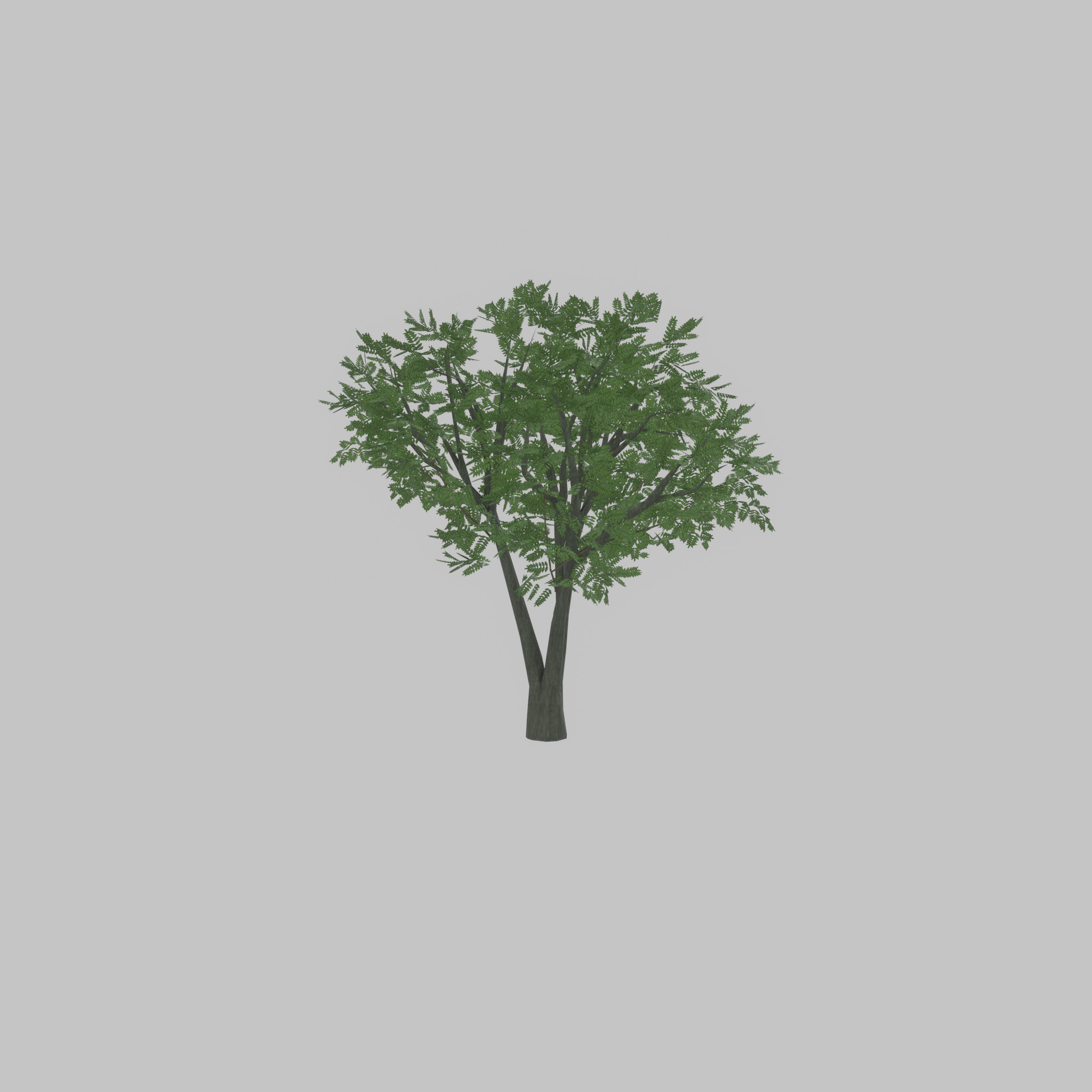Japanese pagoda tree summer 5000mm Low-poly 3D model_49