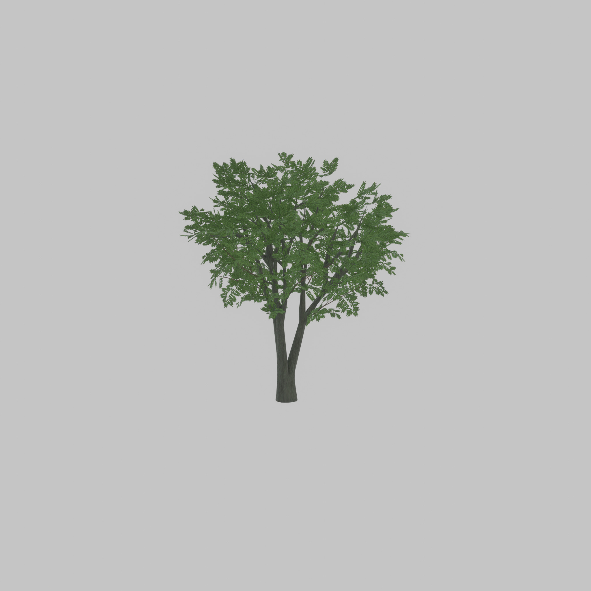 Japanese pagoda tree summer 5000mm Low-poly 3D model_41