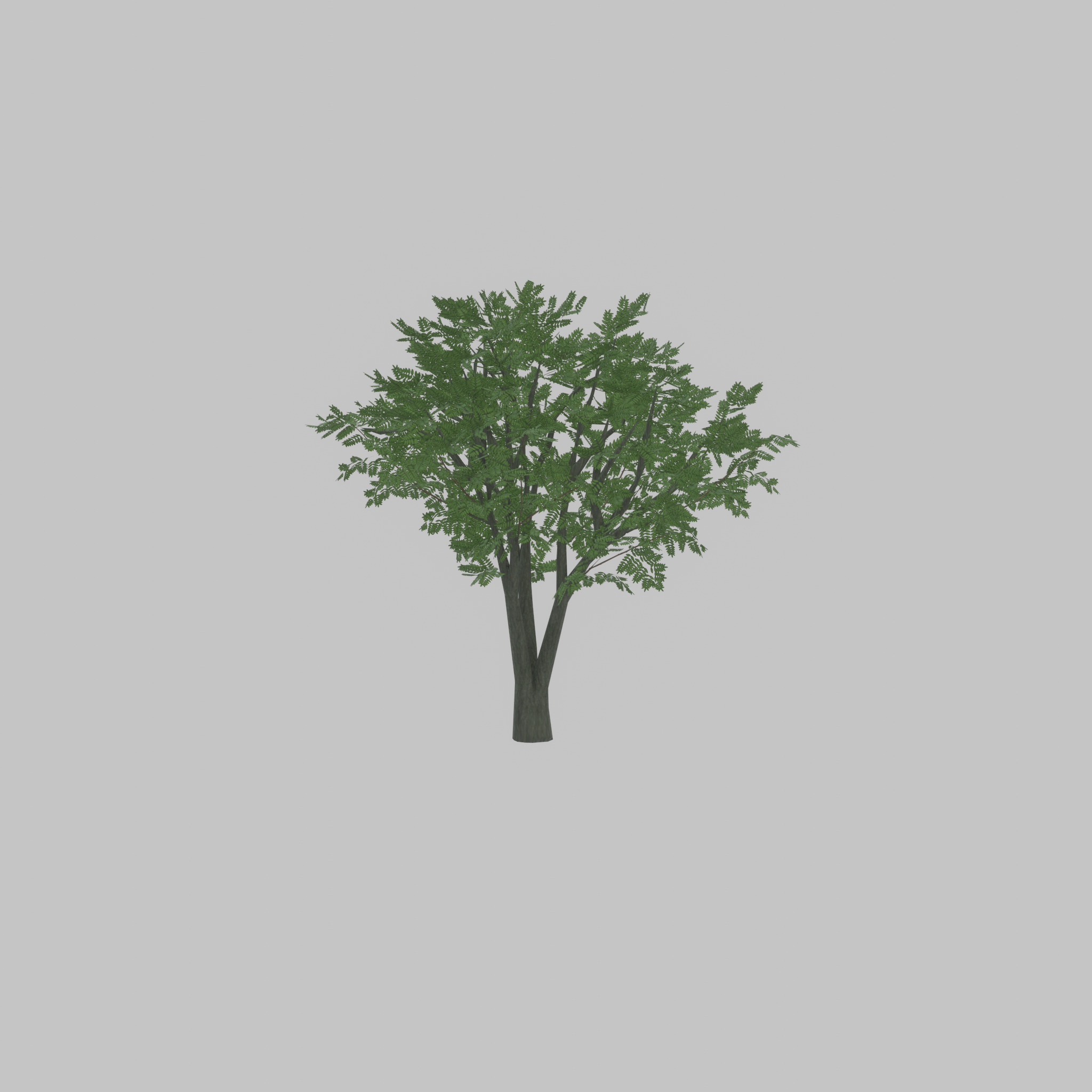 Japanese pagoda tree summer 5000mm Low-poly 3D model_44
