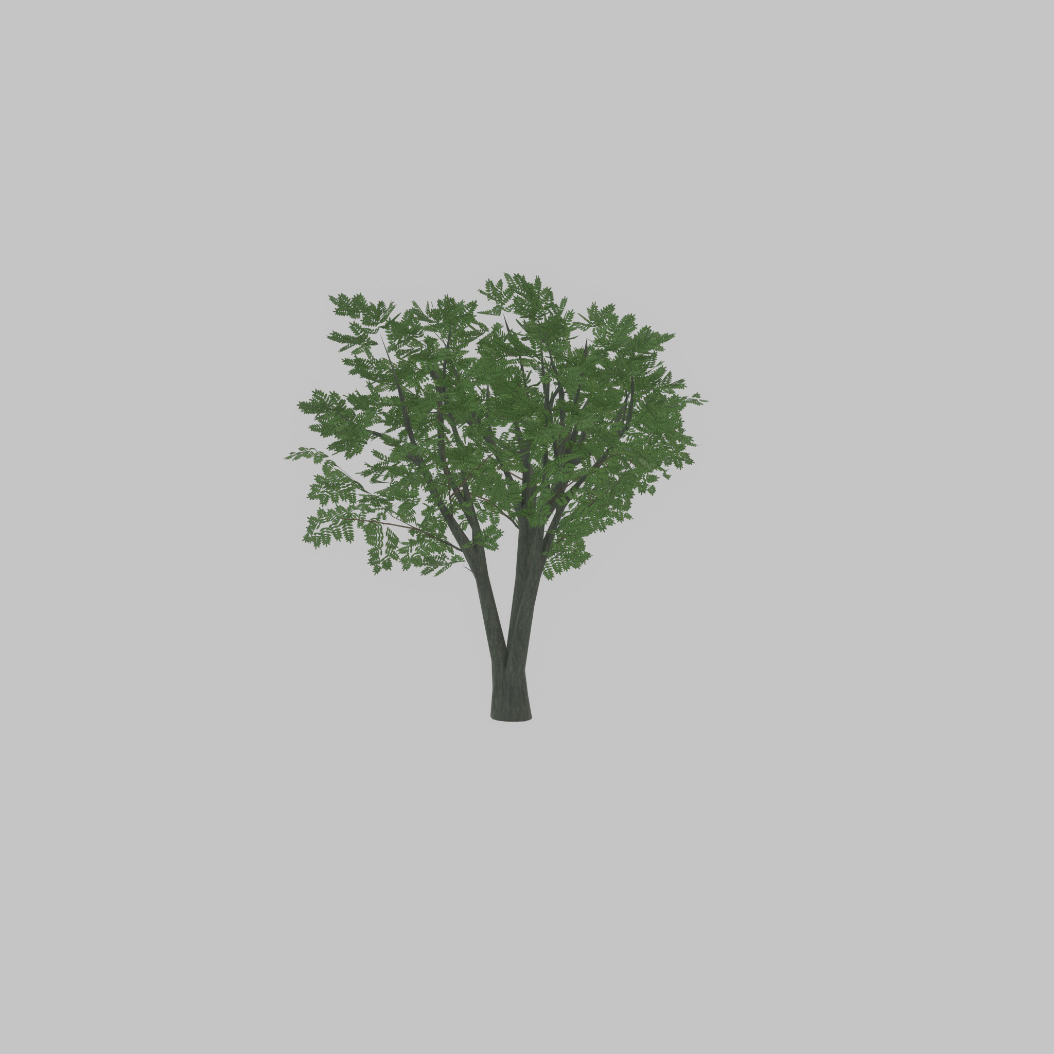 Japanese pagoda tree summer 5000mm Low-poly 3D model_35