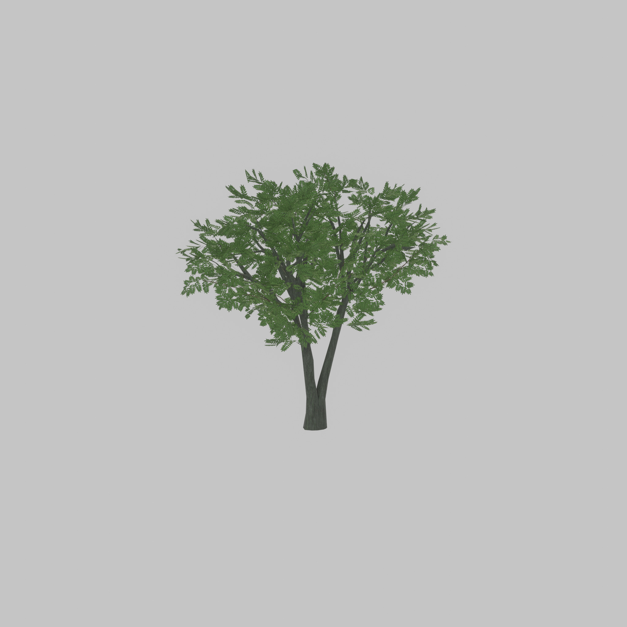 Japanese pagoda tree summer 5000mm Low-poly 3D model_28