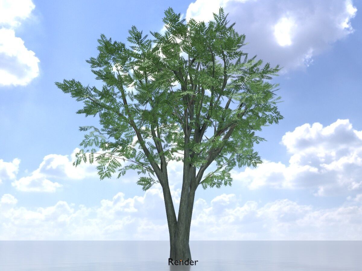 Japanese pagoda tree summer 5000mm Low-poly 3D model_13