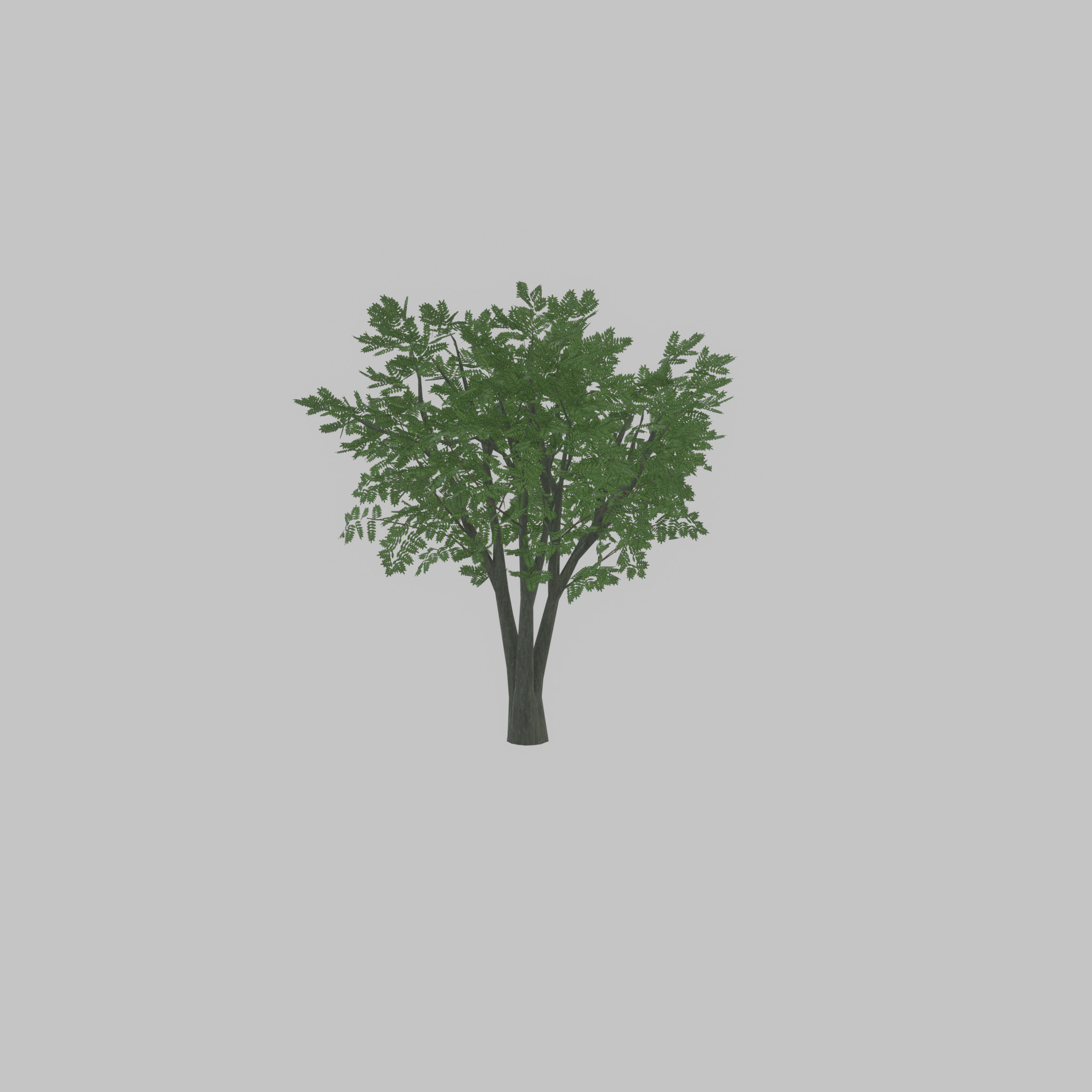 Japanese pagoda tree summer 5000mm Low-poly 3D model_39