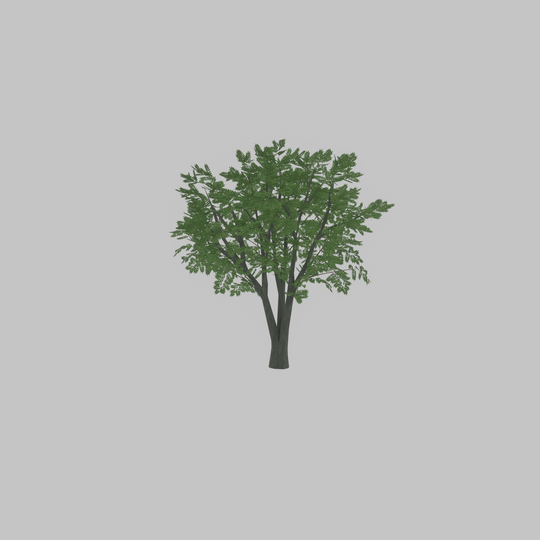 Japanese pagoda tree summer 5000mm Low-poly 3D model_56