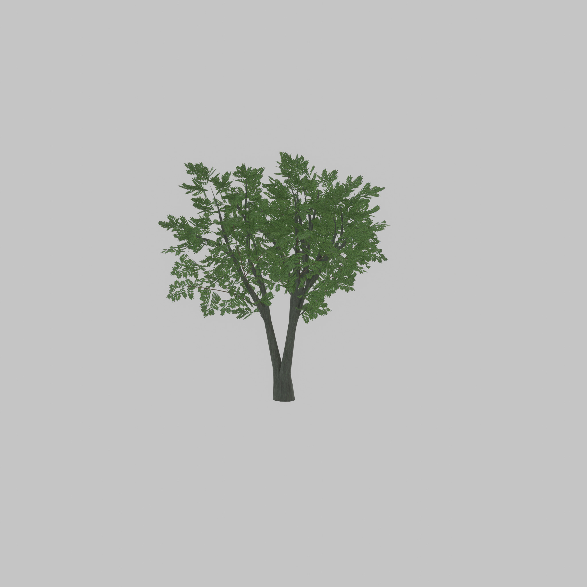 Japanese pagoda tree summer 5000mm Low-poly 3D model_36