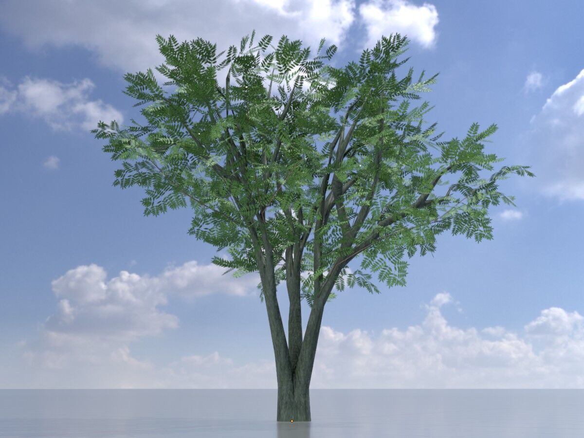 Japanese pagoda tree summer 5000mm Low-poly 3D model_2