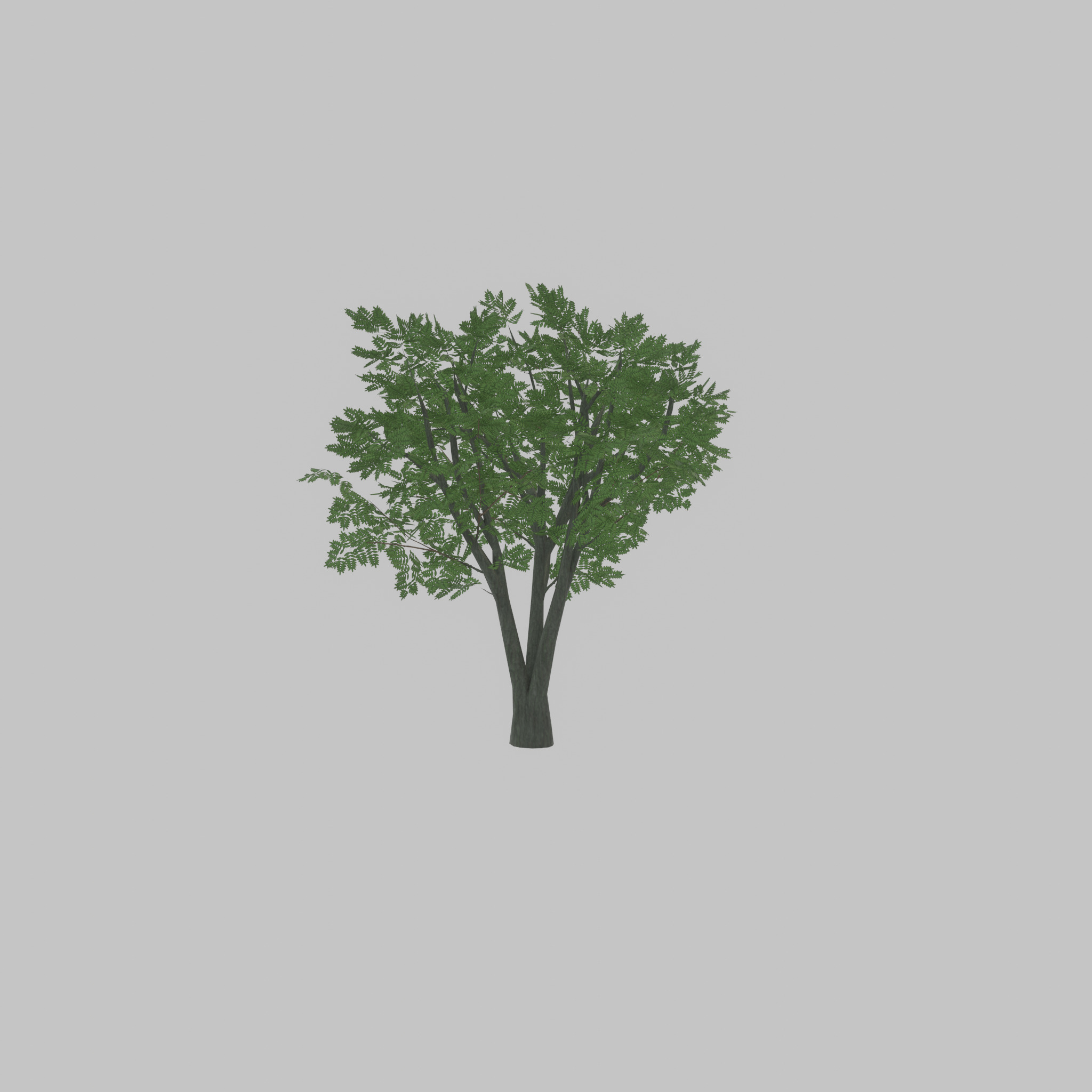 Japanese pagoda tree summer 5000mm Low-poly 3D model_34