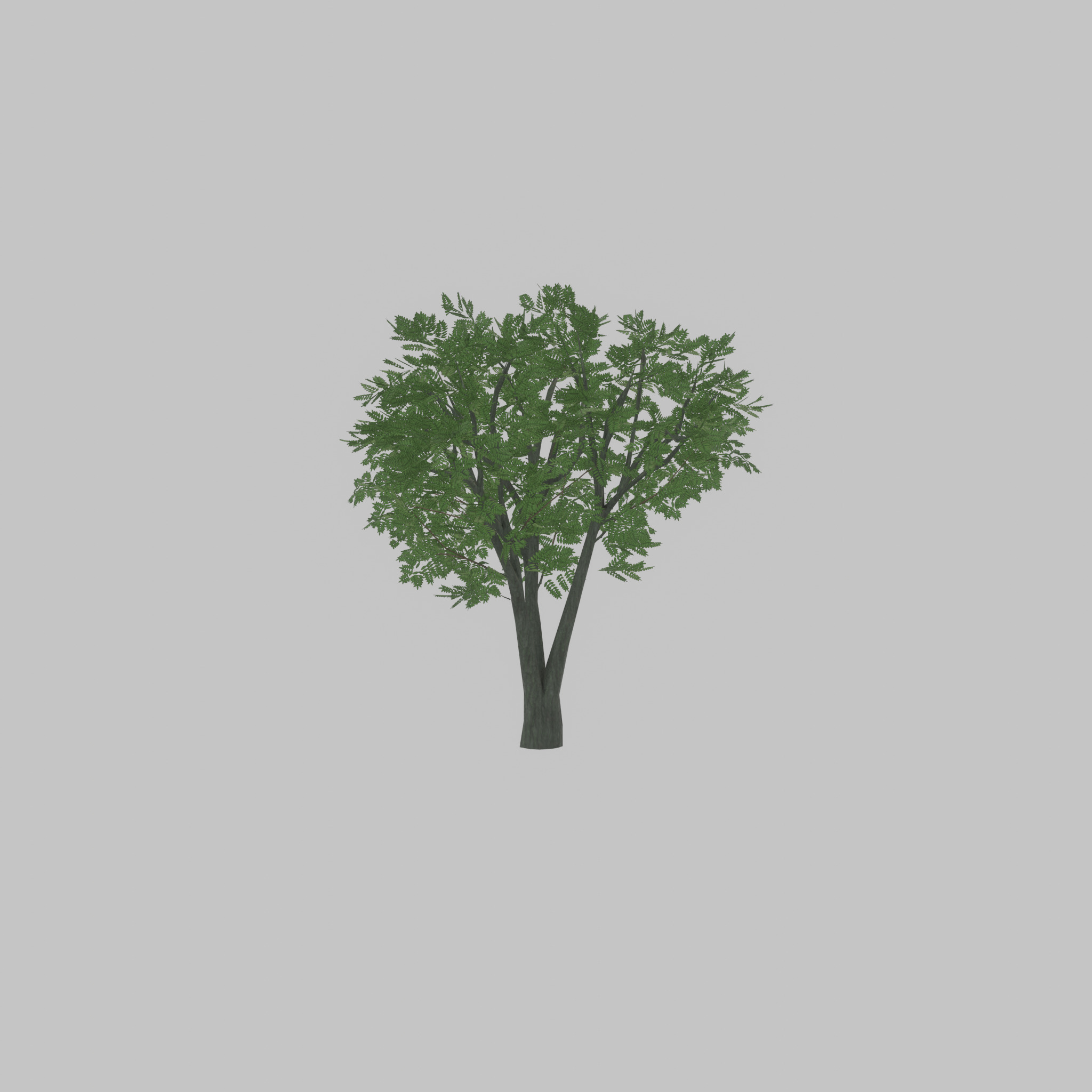 Japanese pagoda tree summer 5000mm Low-poly 3D model_30