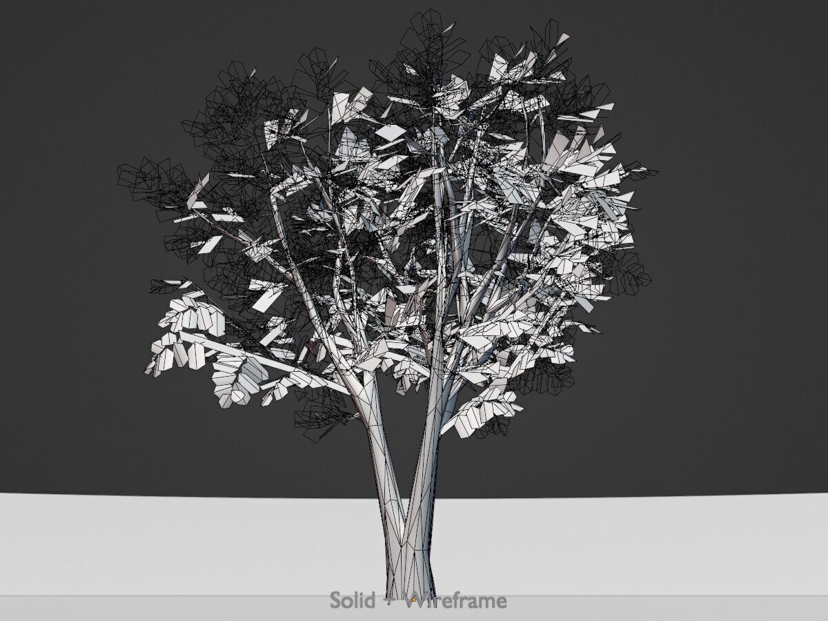 Japanese pagoda tree summer 5000mm Low-poly 3D model_9