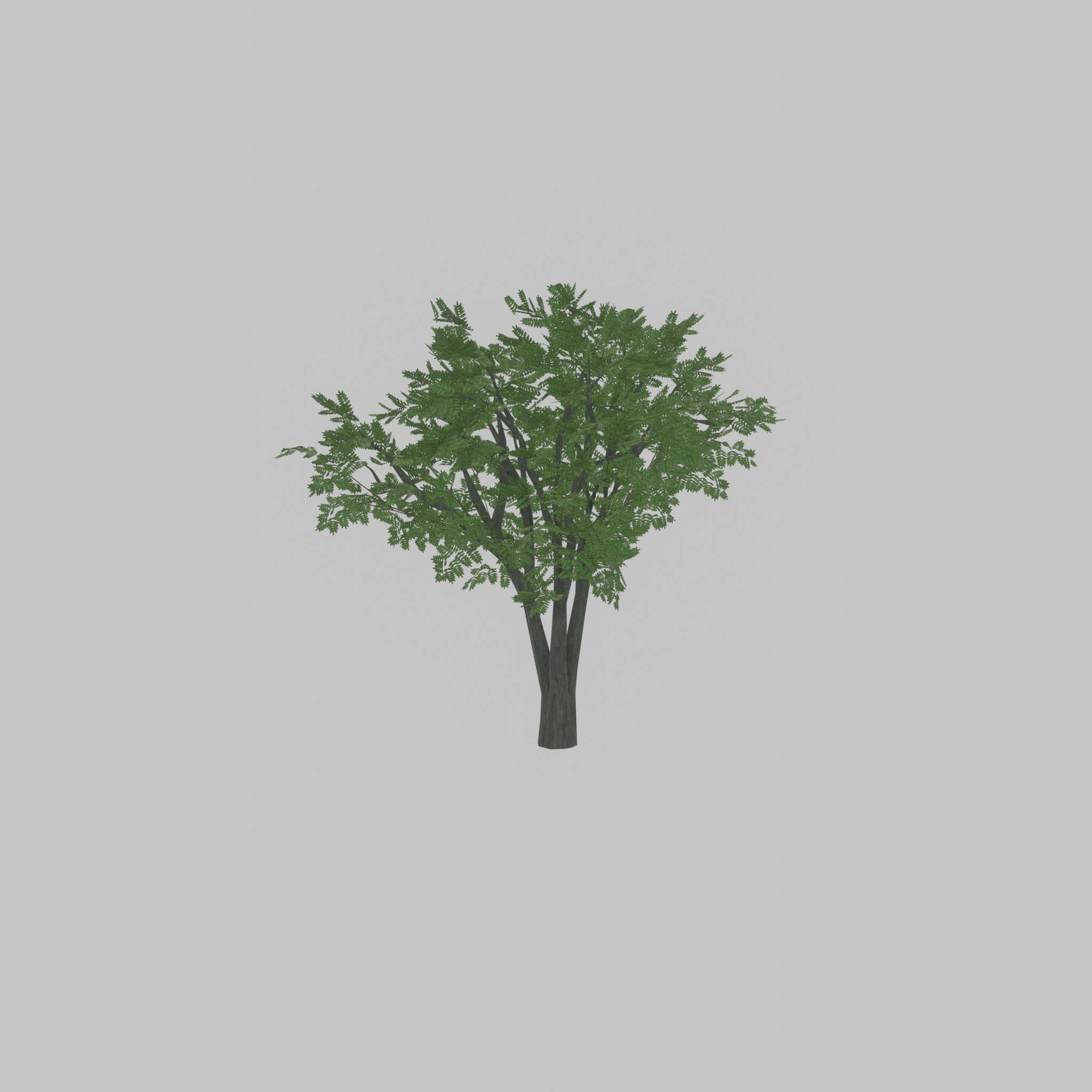 Japanese pagoda tree summer 5000mm Low-poly 3D model_25