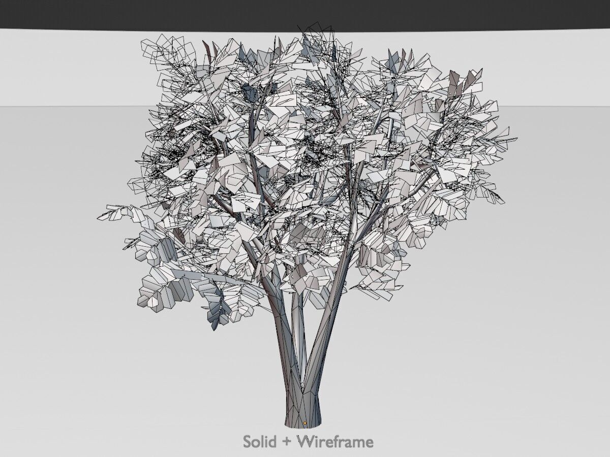 Japanese pagoda tree summer 5000mm Low-poly 3D model_12
