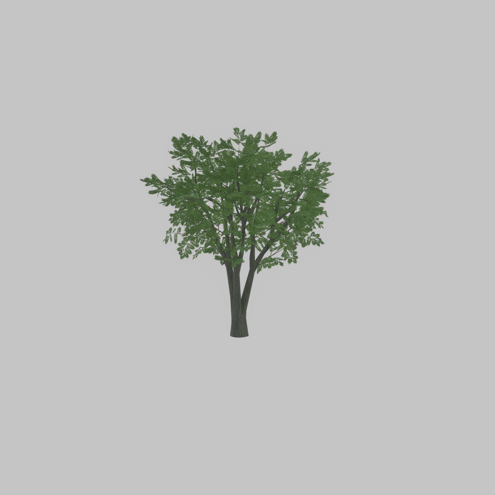 Japanese pagoda tree summer 5000mm Low-poly 3D model_40