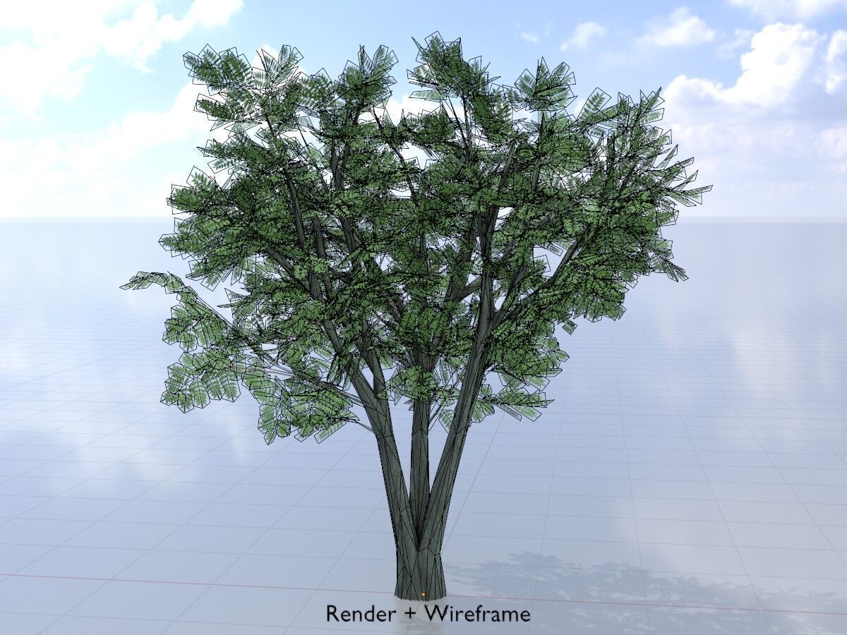 Japanese pagoda tree summer 5000mm Low-poly 3D model_5