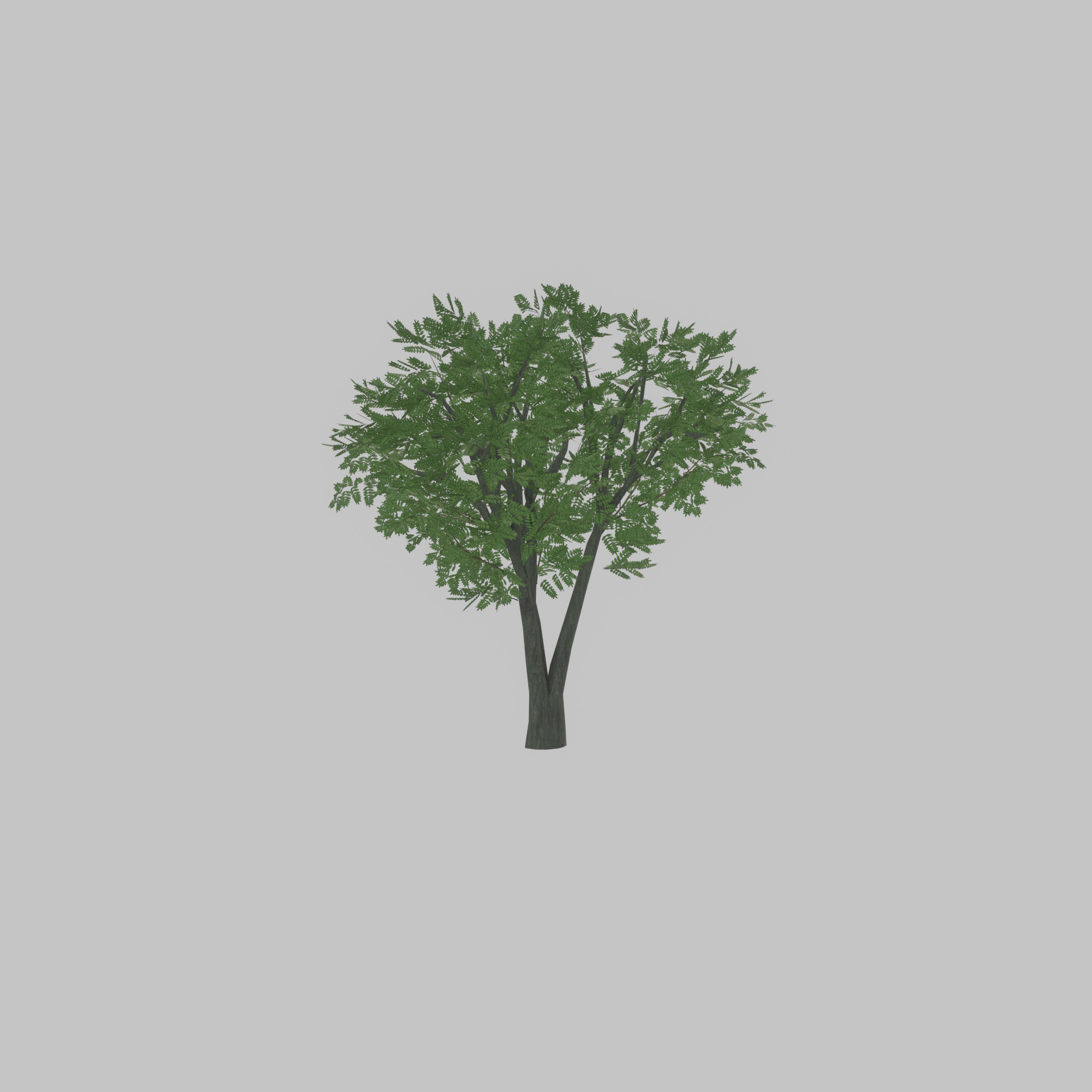 Japanese pagoda tree summer 5000mm Low-poly 3D model_29