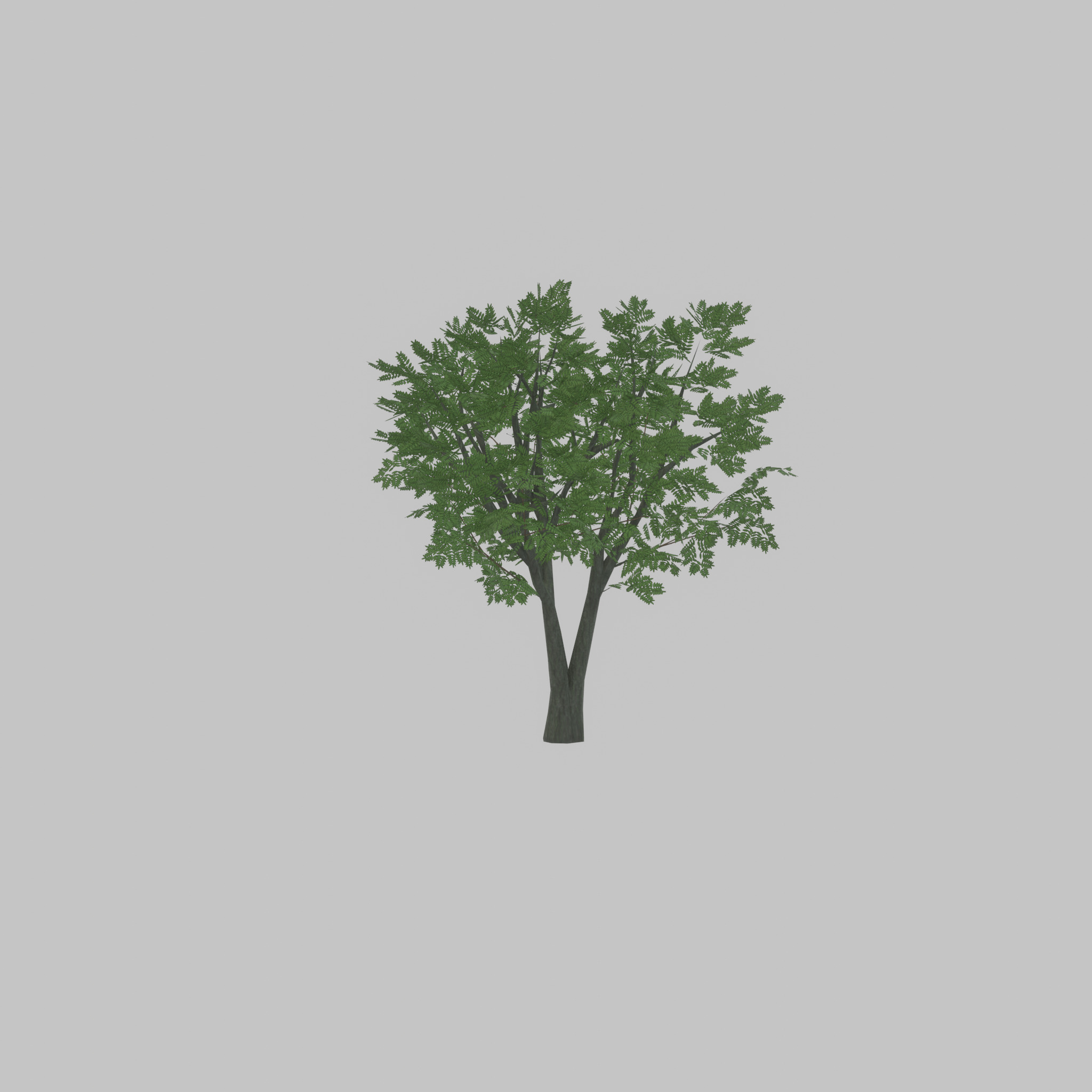 Japanese pagoda tree summer 5000mm Low-poly 3D model_52