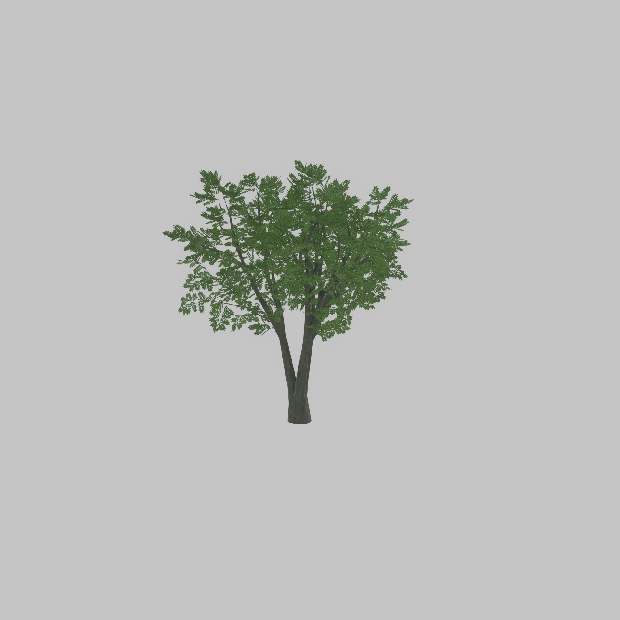 Japanese pagoda tree summer 5000mm Low-poly 3D model_37