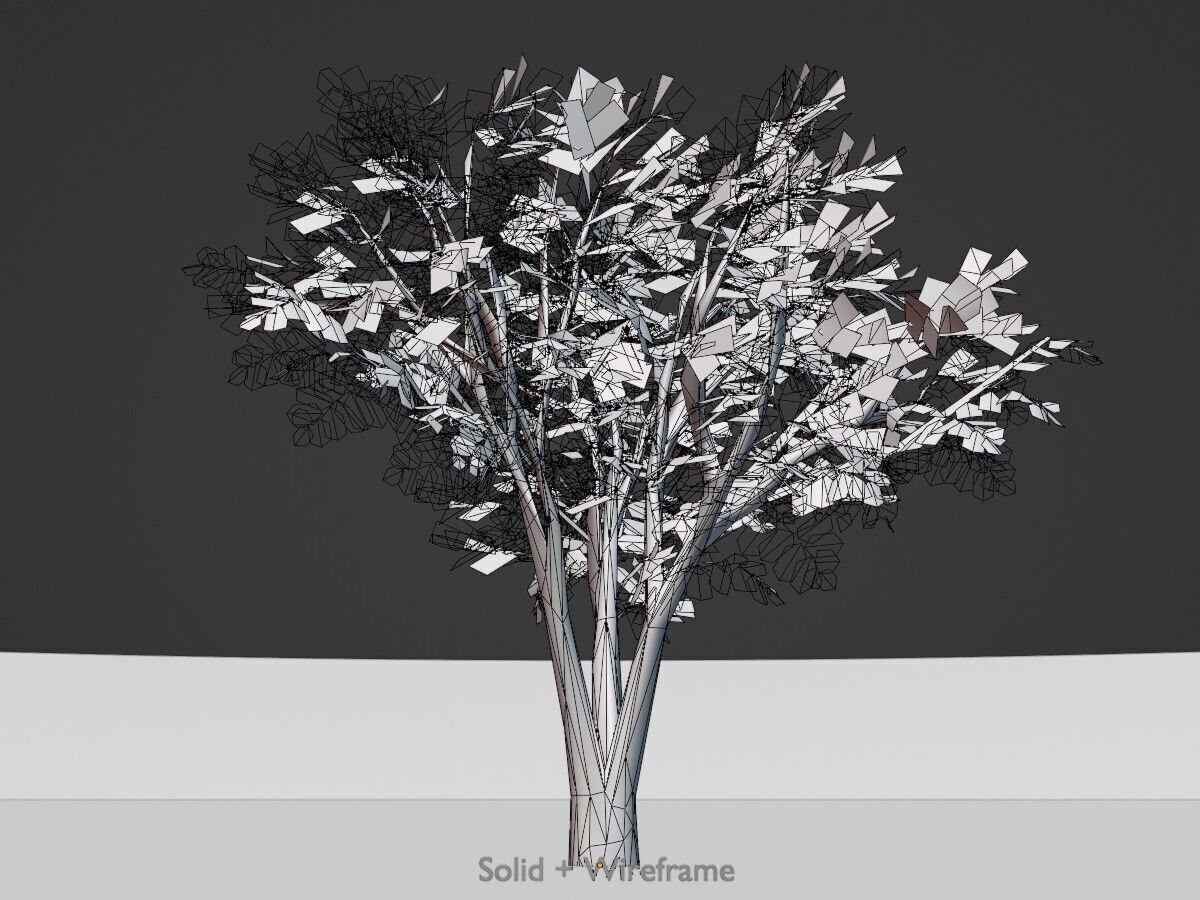 Japanese pagoda tree summer 5000mm Low-poly 3D model_10