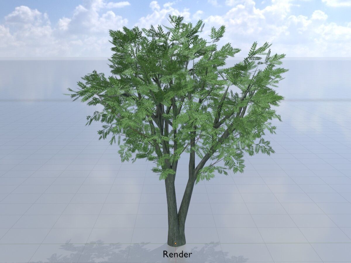 Japanese pagoda tree summer 5000mm Low-poly 3D model_14