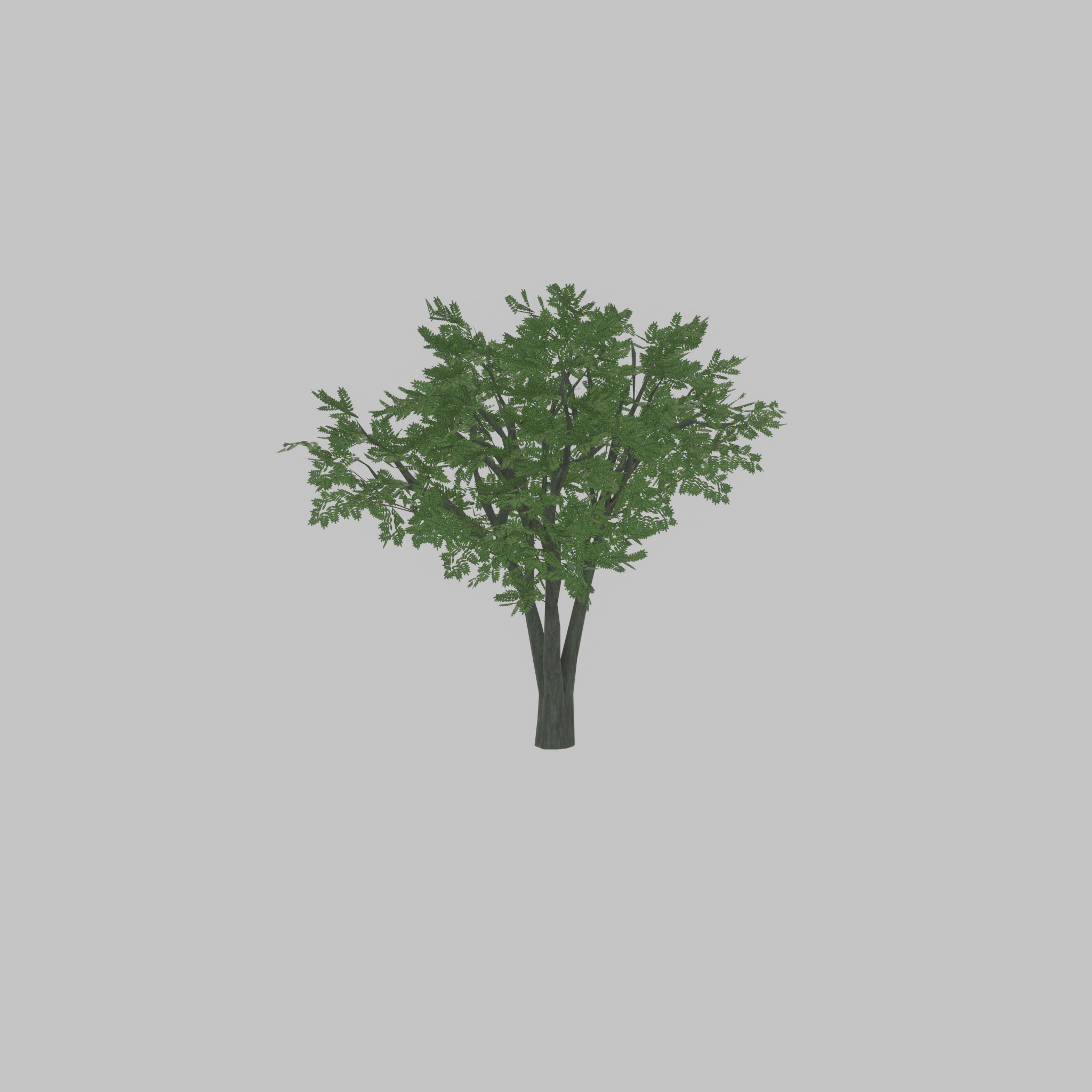 Japanese pagoda tree summer 5000mm Low-poly 3D model_26