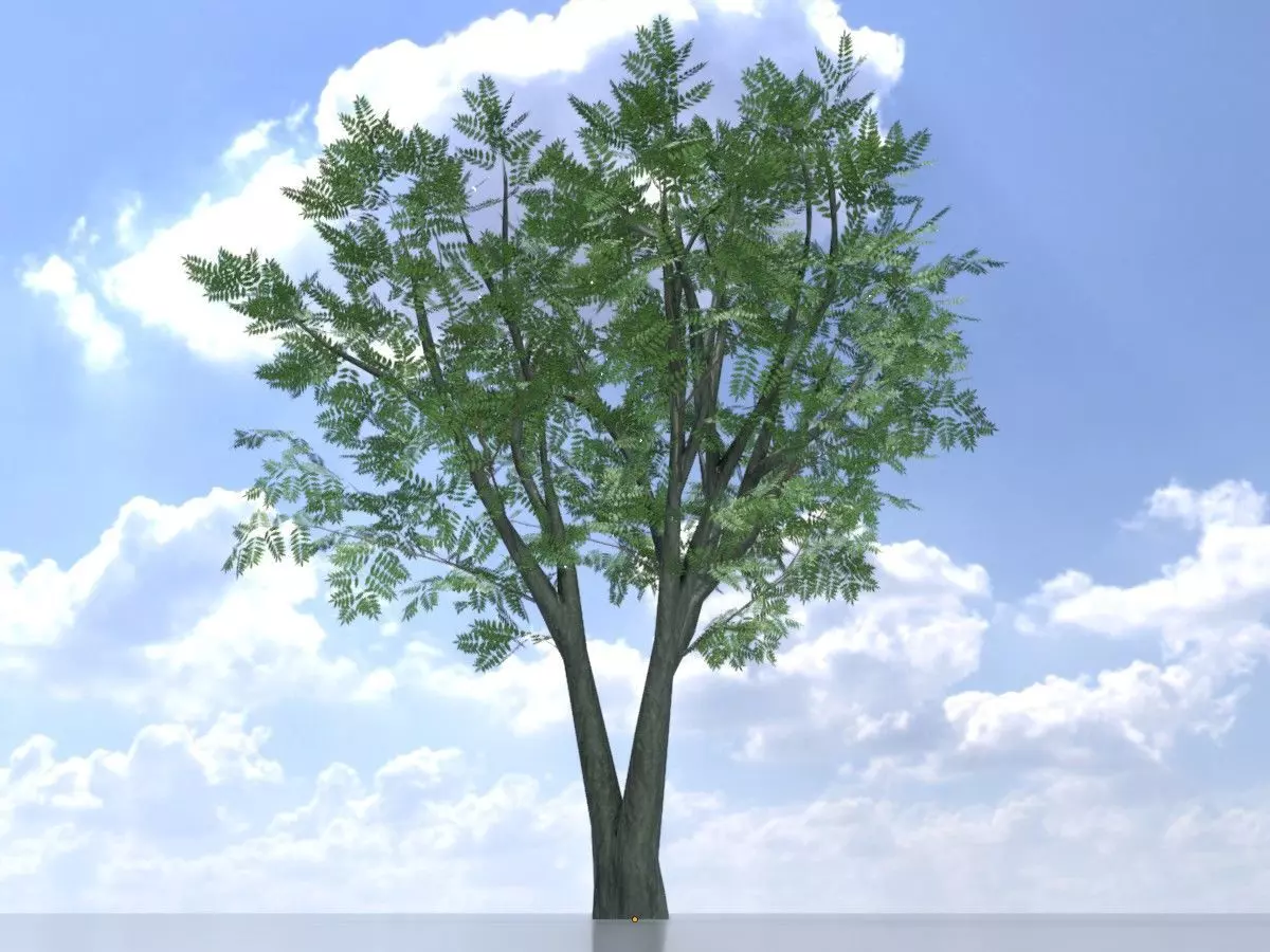 Japanese pagoda tree summer 5000mm Low-poly 3D model_0