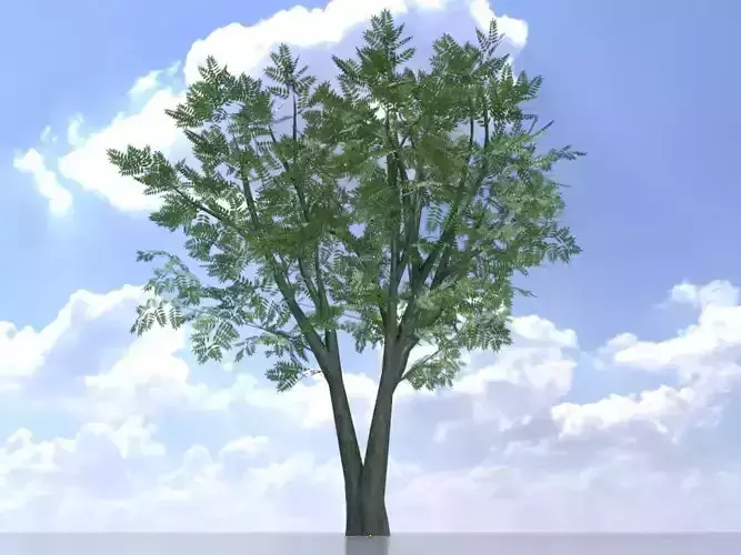 Japanese pagoda tree summer 5000mm