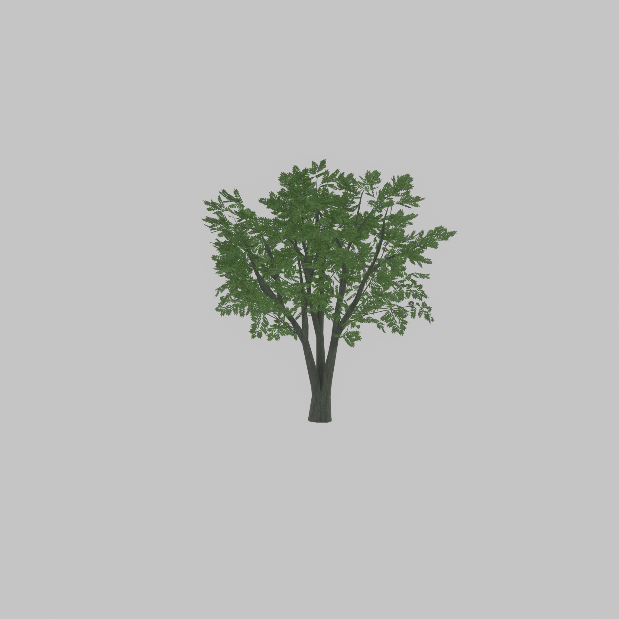 Japanese pagoda tree summer 5000mm Low-poly 3D model_55