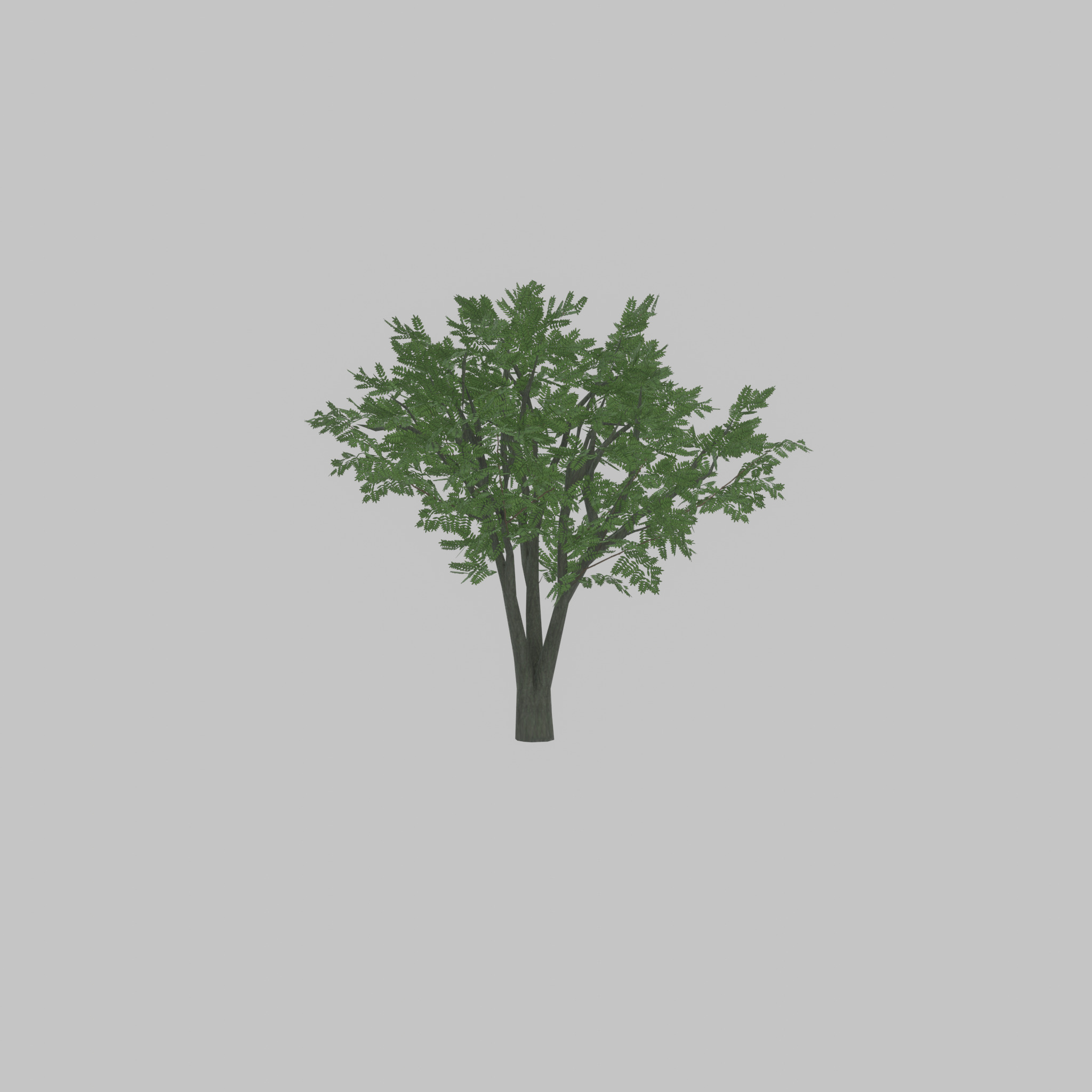 Japanese pagoda tree summer 5000mm Low-poly 3D model_45