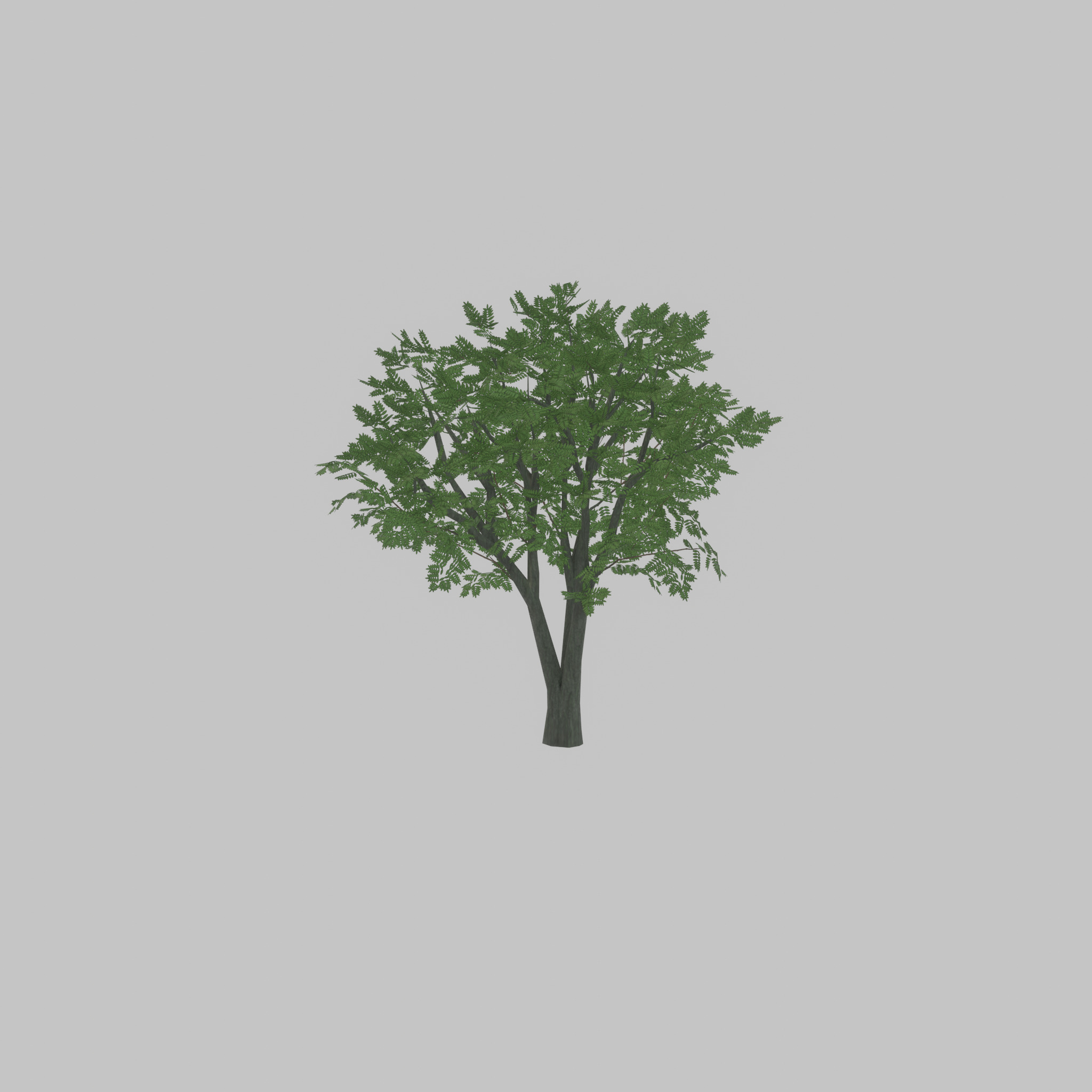Japanese pagoda tree summer 5000mm Low-poly 3D model_22