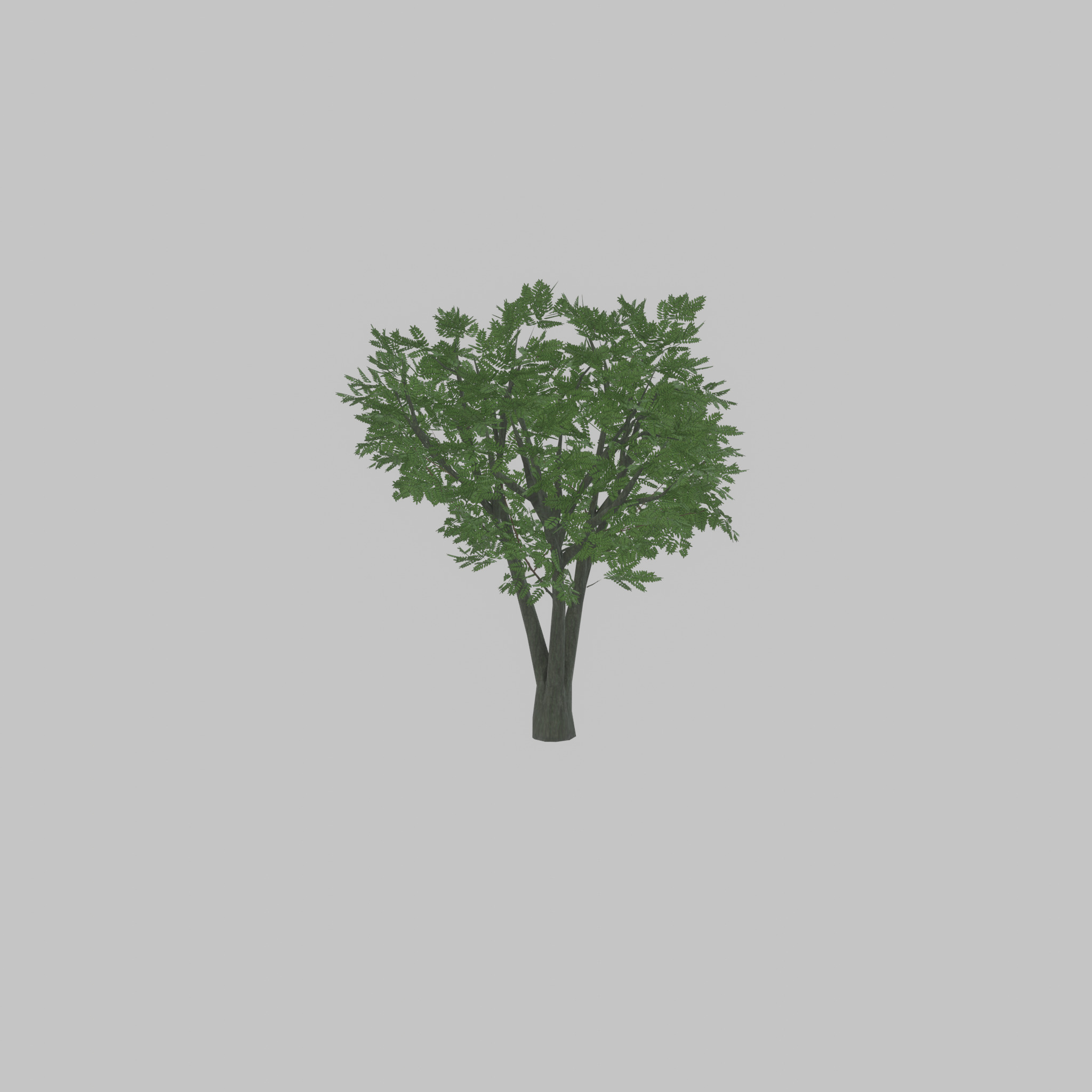 Japanese pagoda tree summer 5000mm Low-poly 3D model_21
