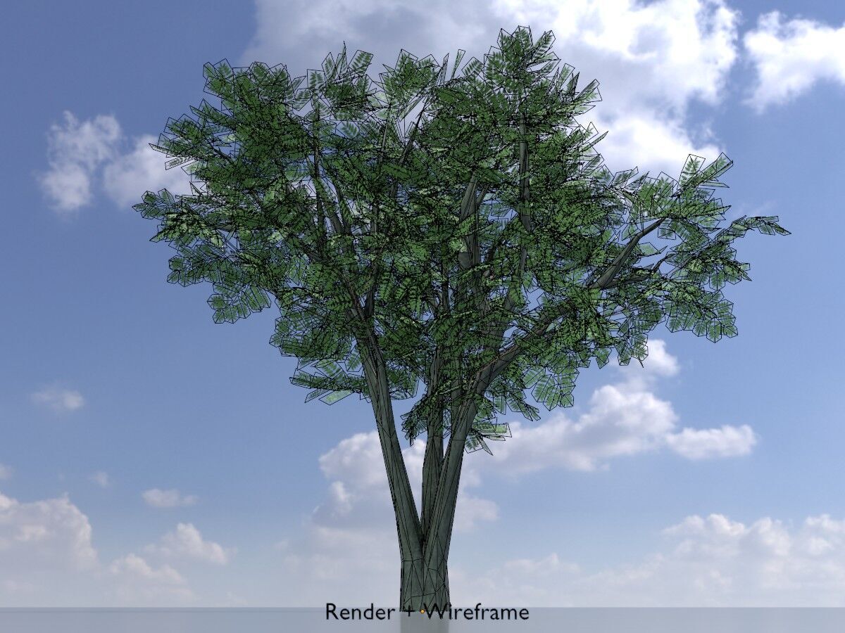 Japanese pagoda tree summer 5000mm Low-poly 3D model_6