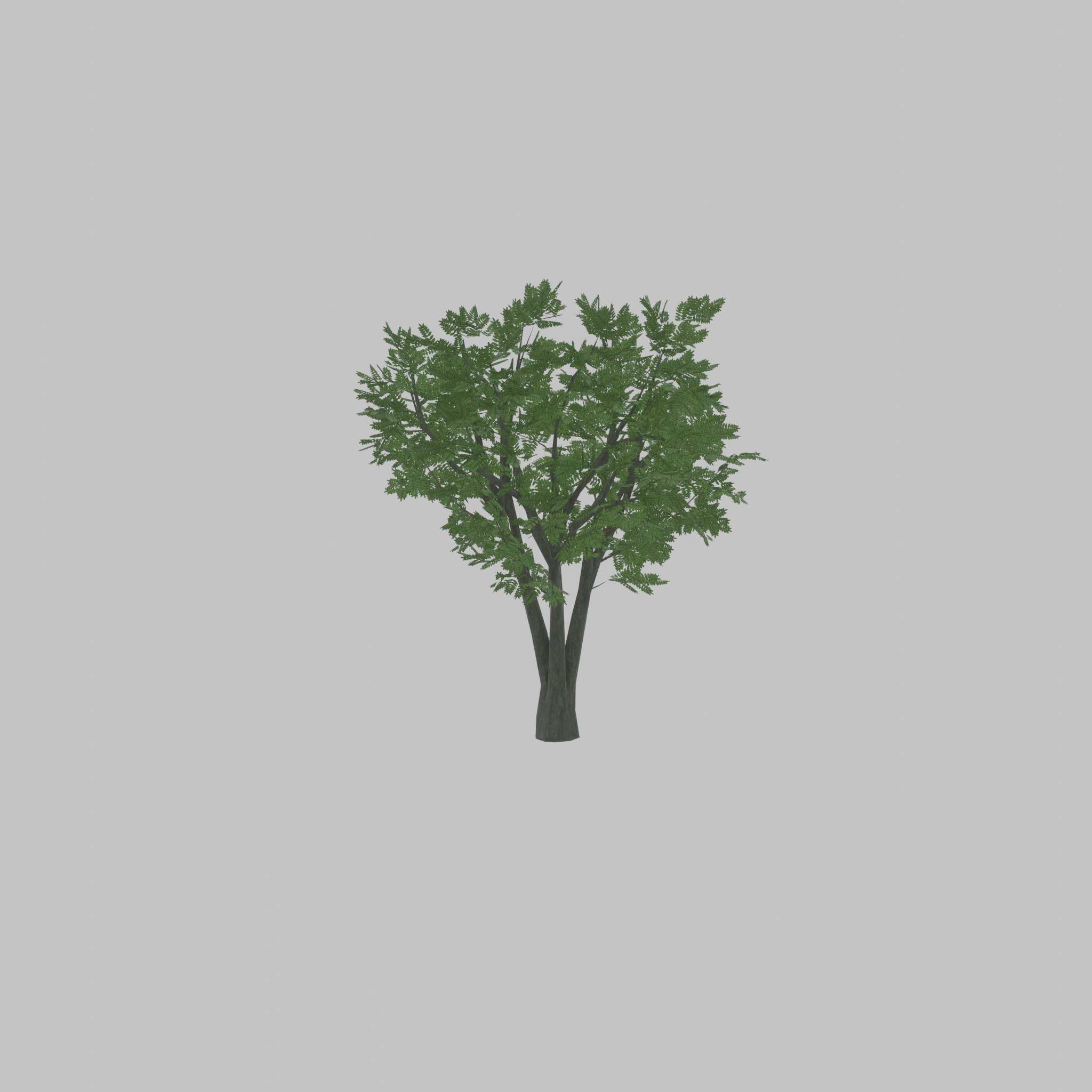 Japanese pagoda tree summer 5000mm Low-poly 3D model_32